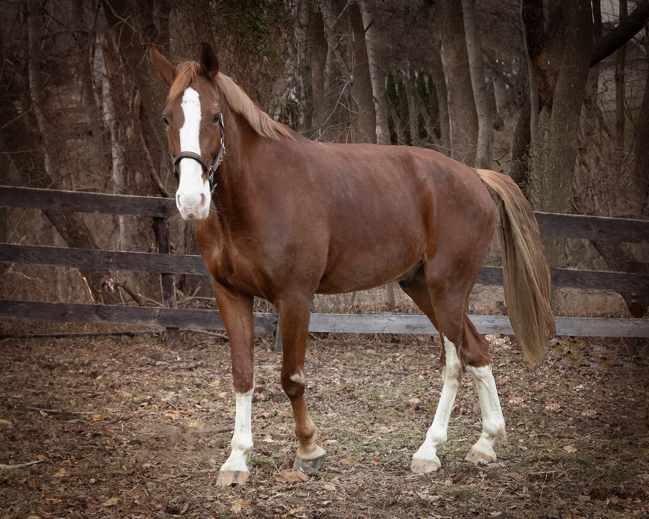-stephanie sabourin photography.jpg