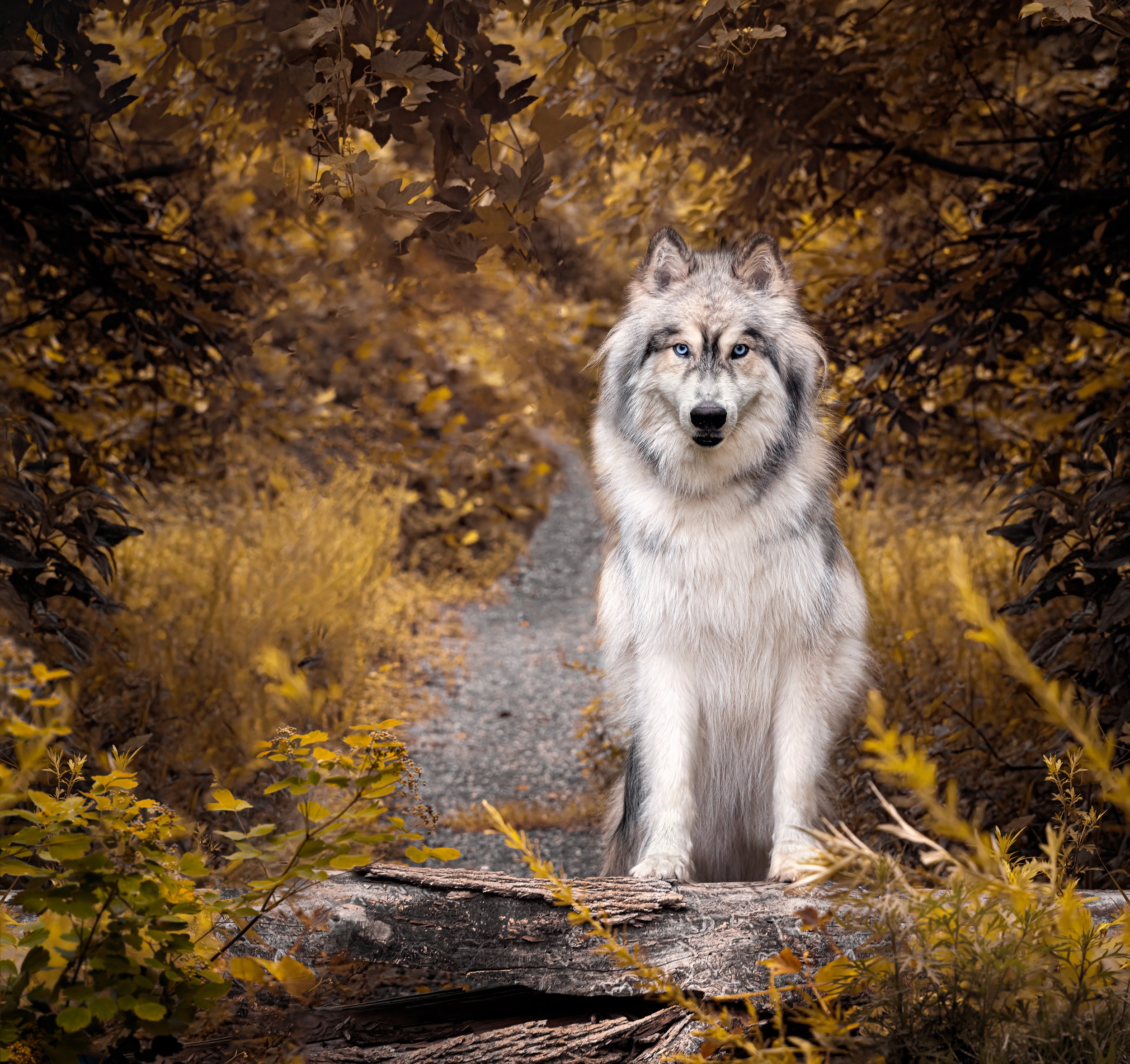 421A0537-Editfall.jpg
