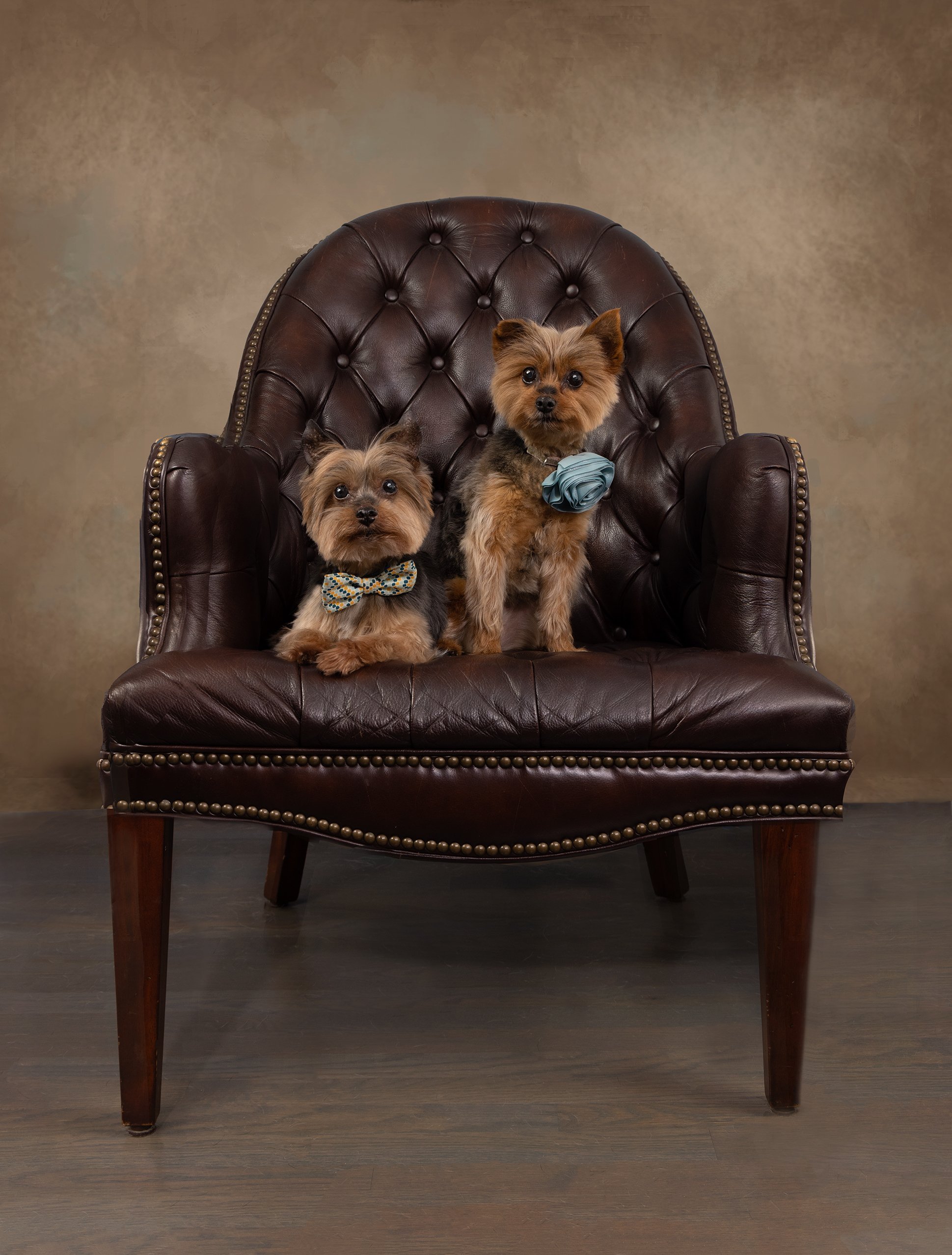 2pupsinchair.web.jpg