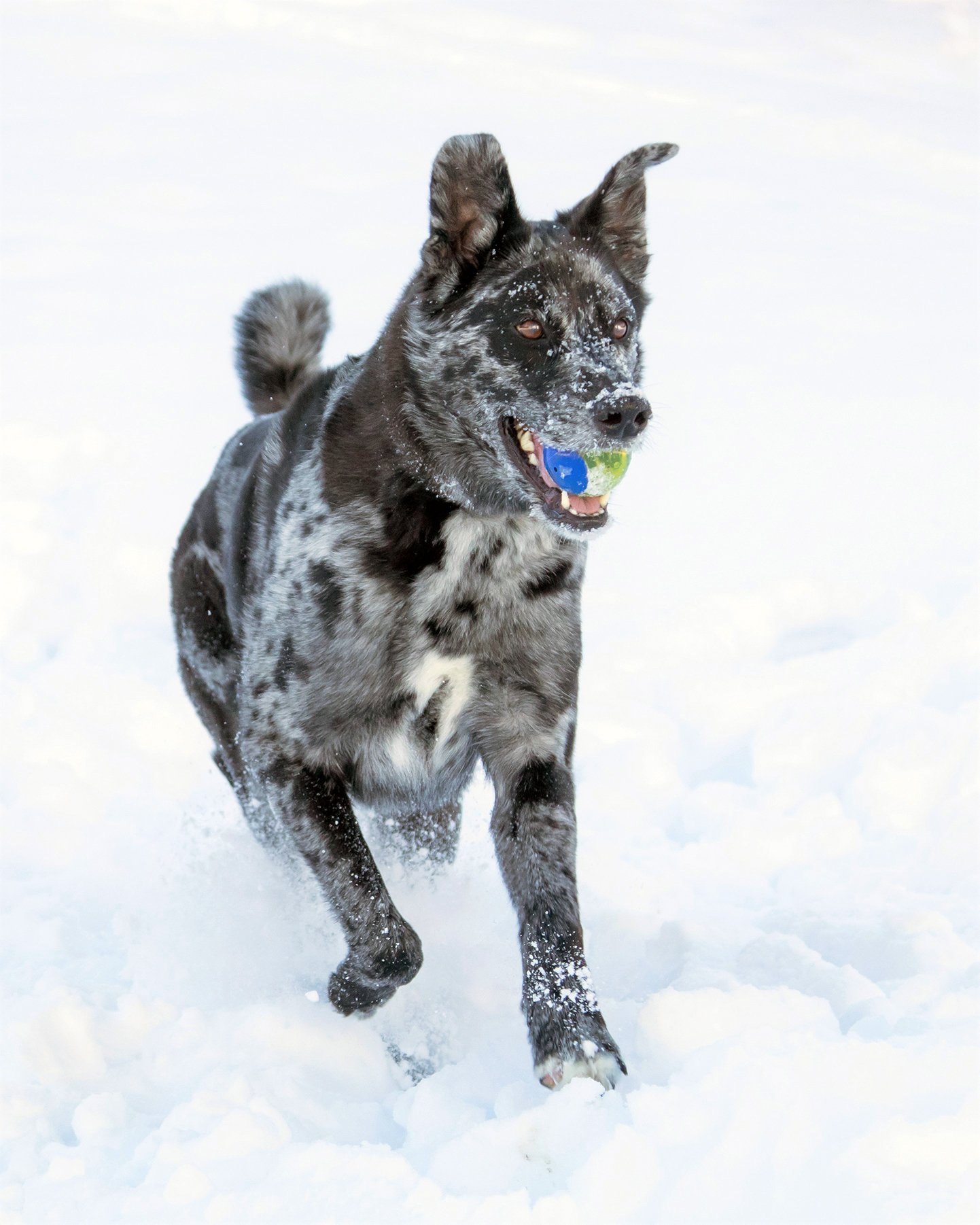 40-shepherd mix with ball.jpg