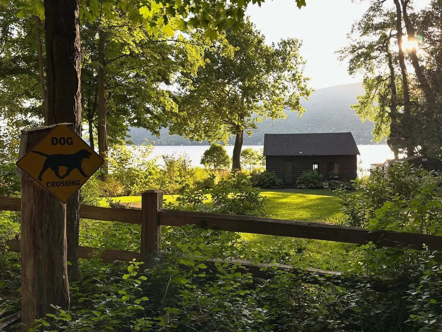 Good light and some Dog Crossing at one of our favorite native plant projects. 

Friday ✌️