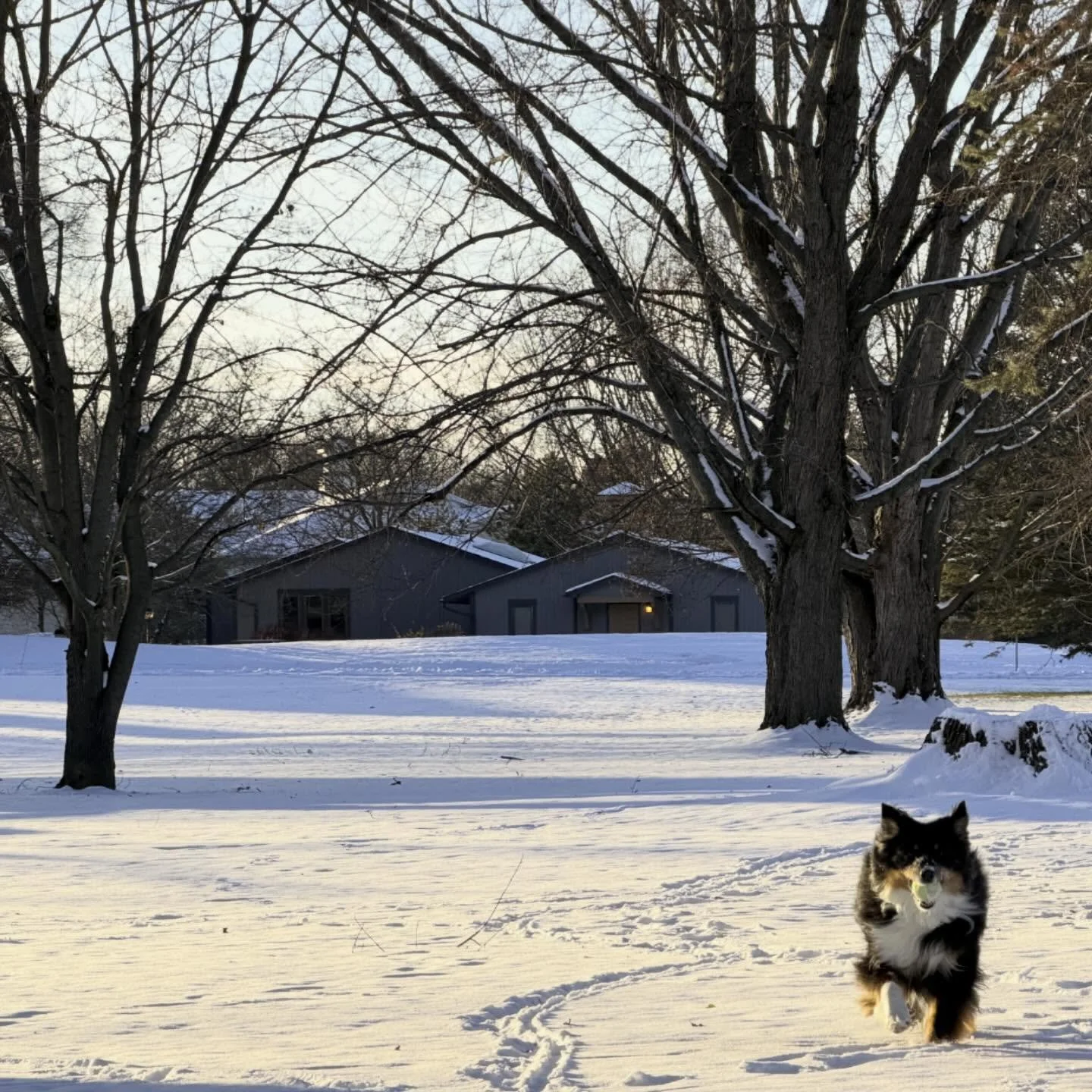Fortunate for our Good Boy to have room to run among spectacular trees outside our new office. That&rsquo;s our building in the background. What a treat. 🦴 

Happy Friday ✌️
