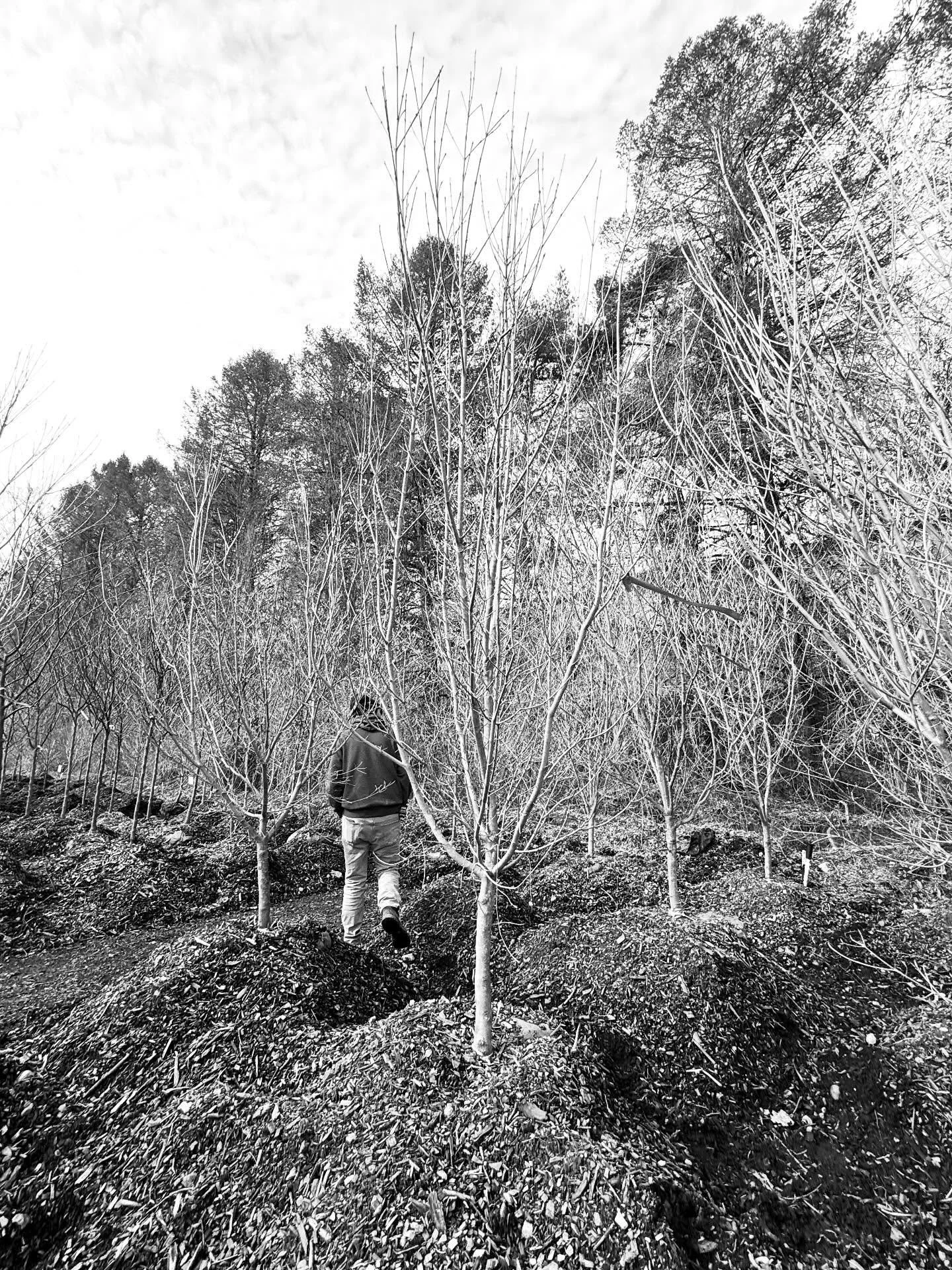1-2: monthly office nursery visit to tag trees and review how to select a healthy tree 
3-4: hand selecting stones for a gem that&rsquo;s wrapping up #landscapearchitecture #WLAM2026 #womenownedbusinessً #construction