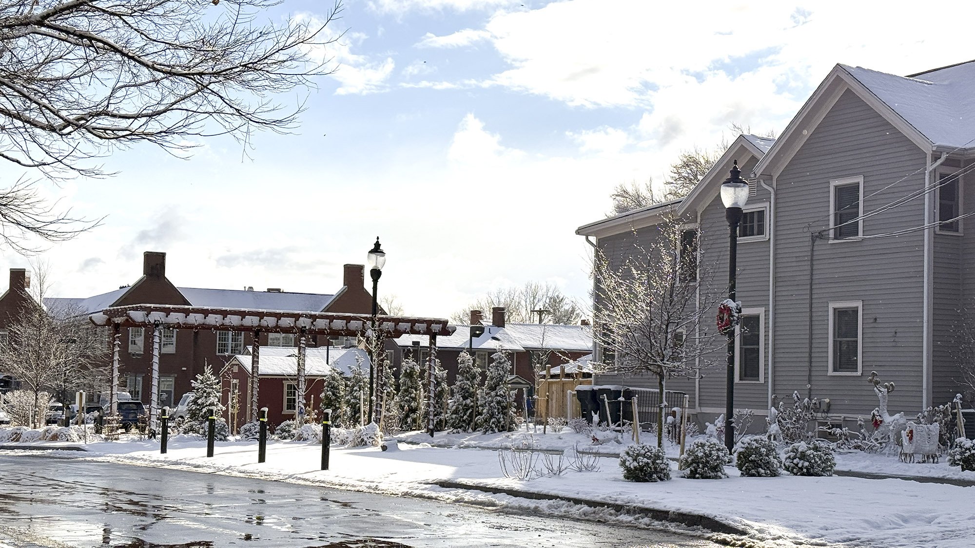 copper beech_image12.jpg