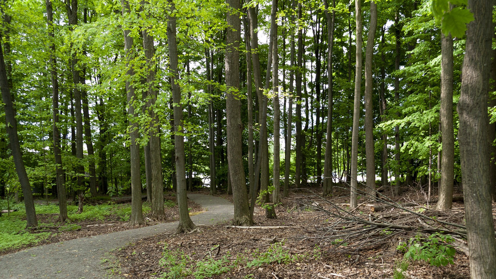 cloverwood forest_image12.jpg