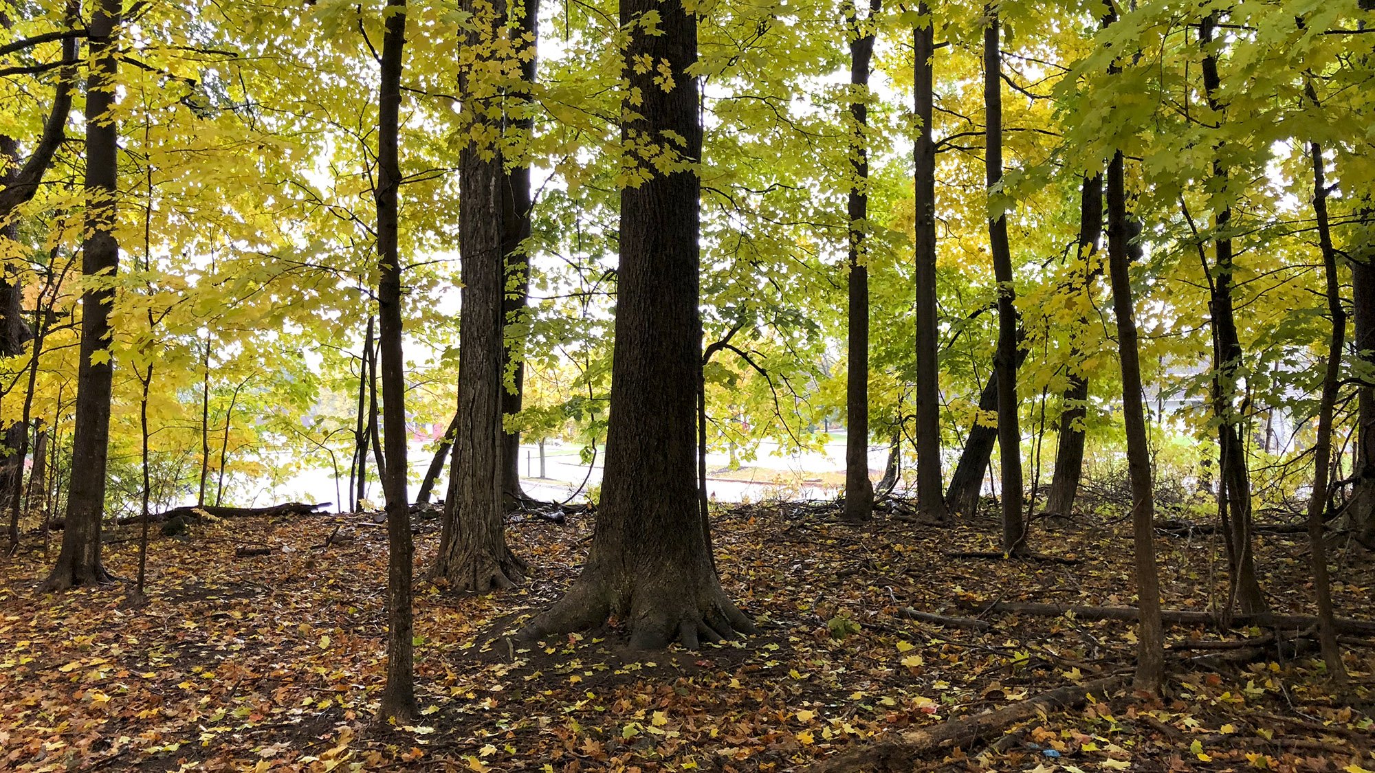 cloverwood forest_image9.jpg