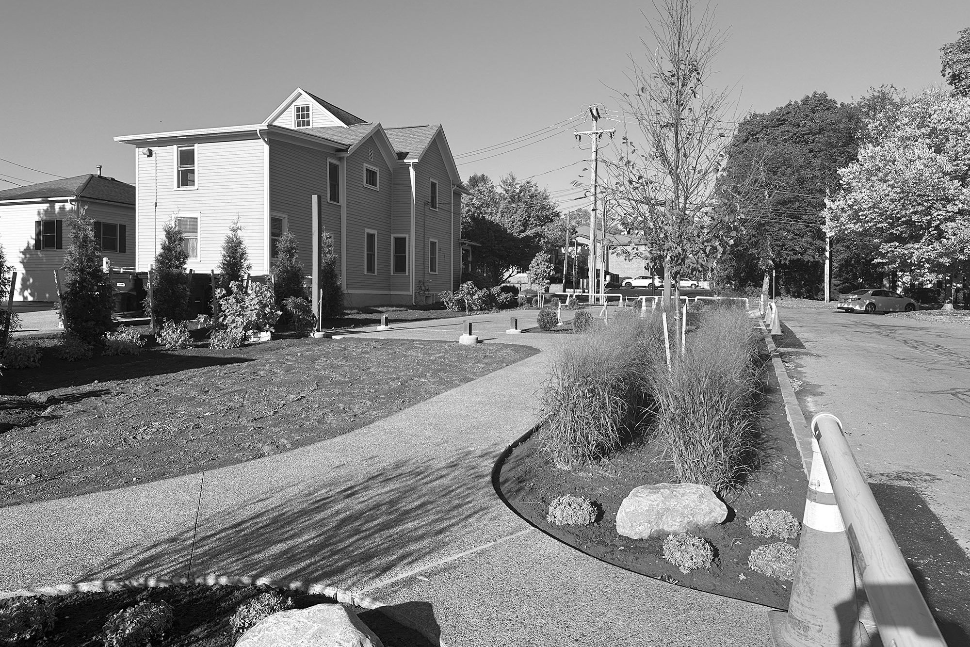 copper beech_image5.jpg
