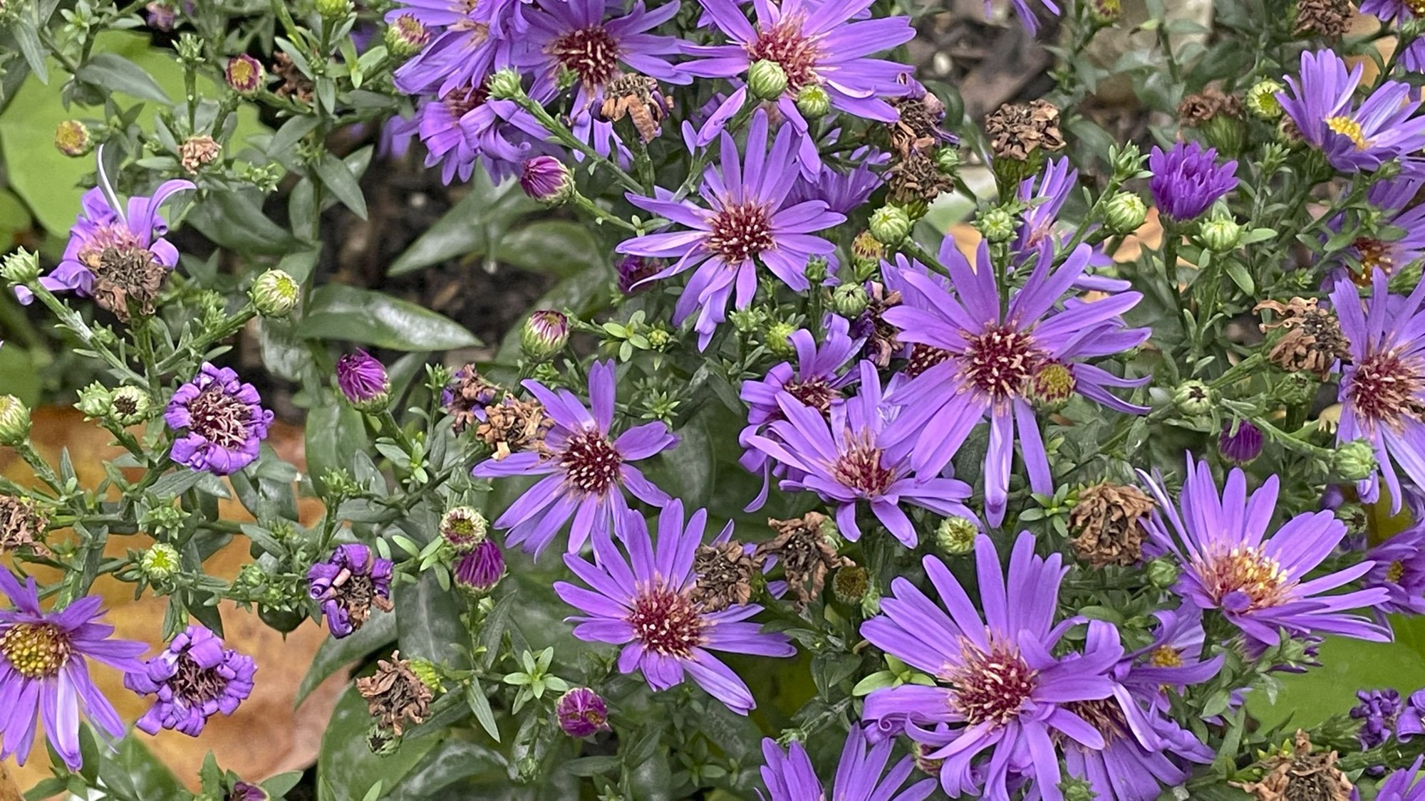 peacegarden_image9.jpg