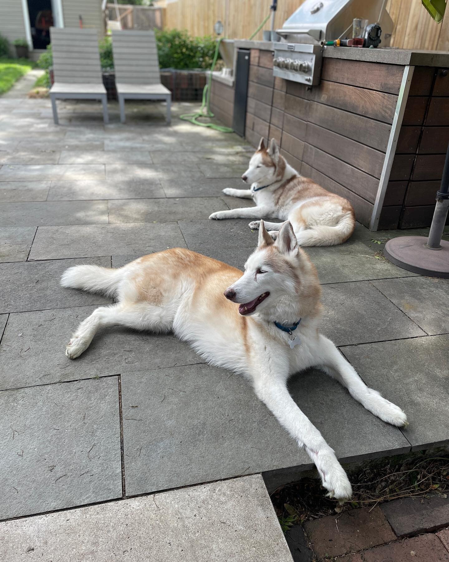 Lazy day! #husky #huskylove