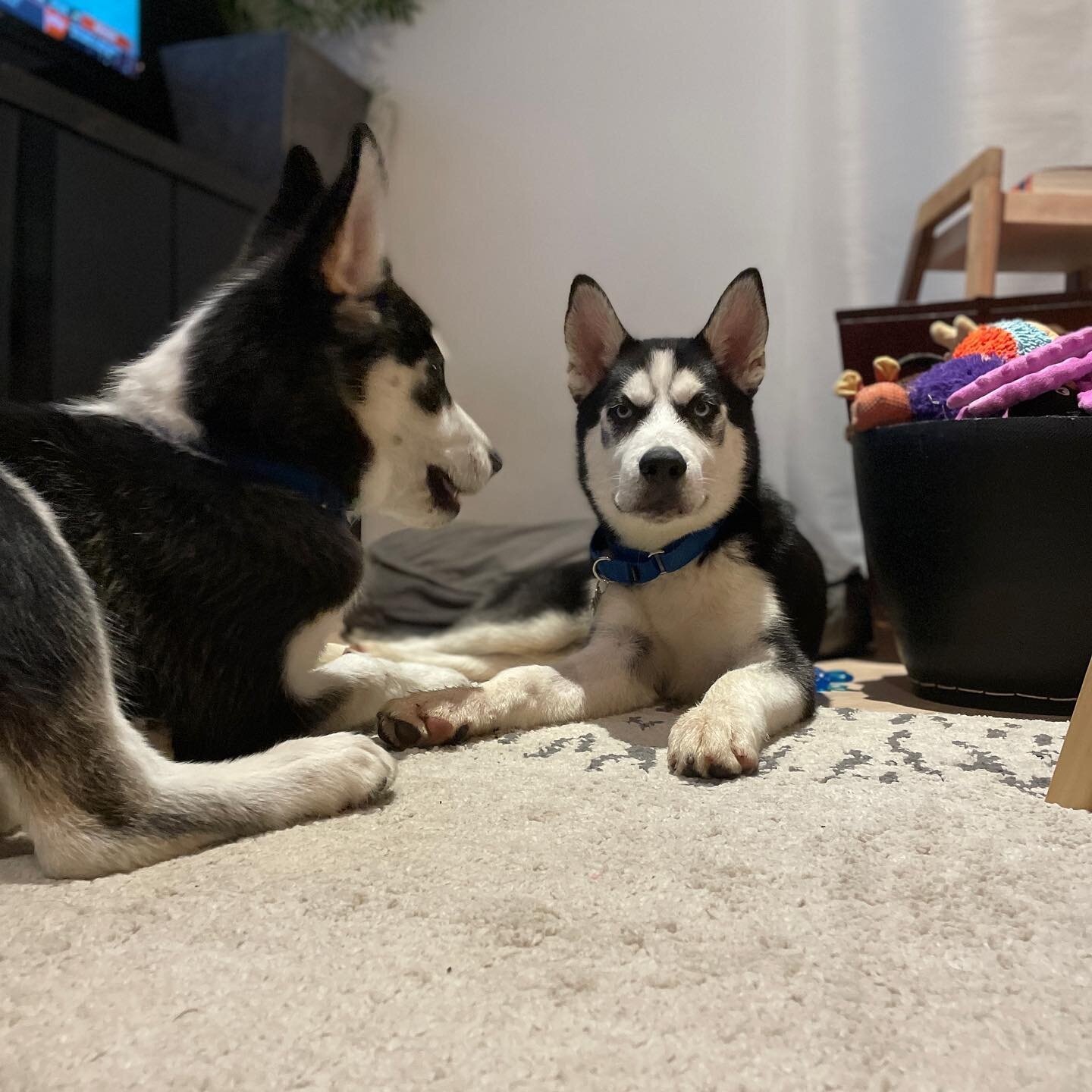 I think Vito likes his new brother&hellip; Welcome Luca to the pack!!! Now it&rsquo;s time to teach them to use power tools and help out in the shop. #twins #huskypuppy