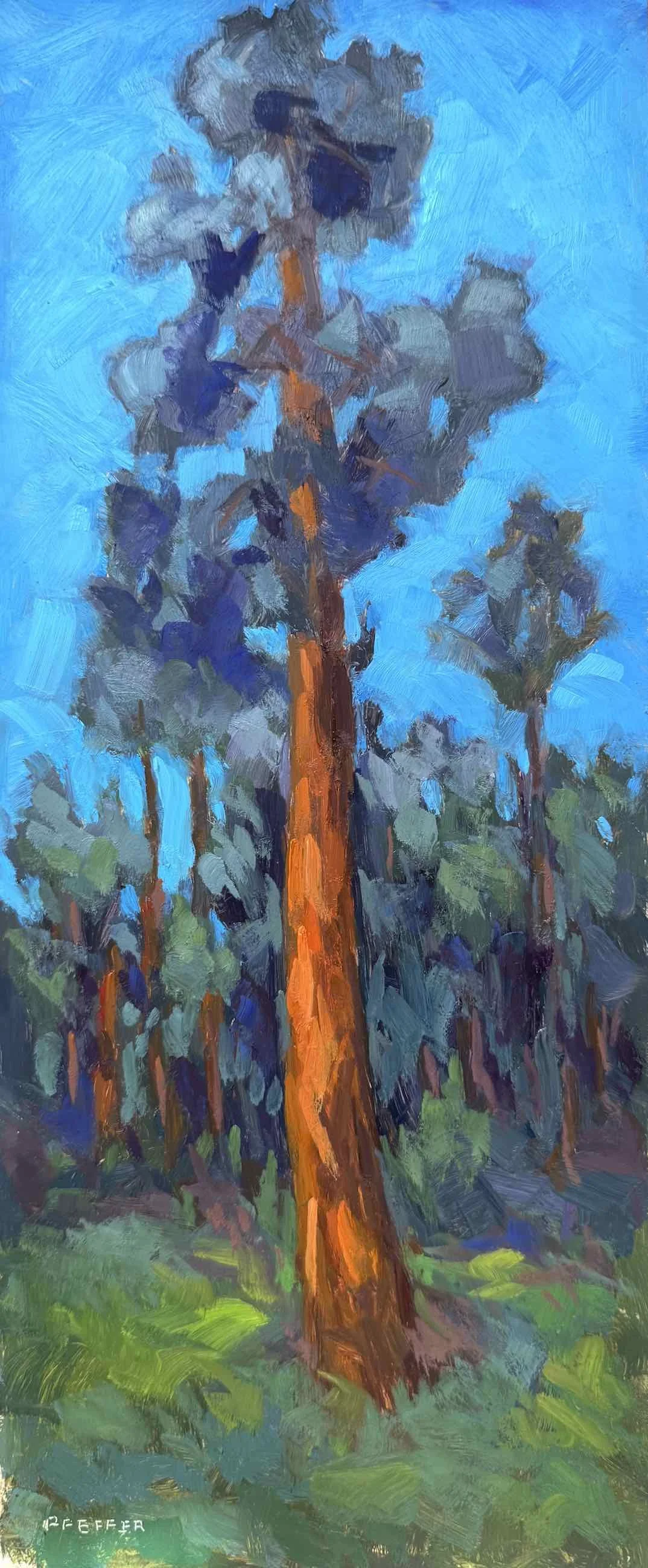 Sequoia 6x14 Oil on panel
