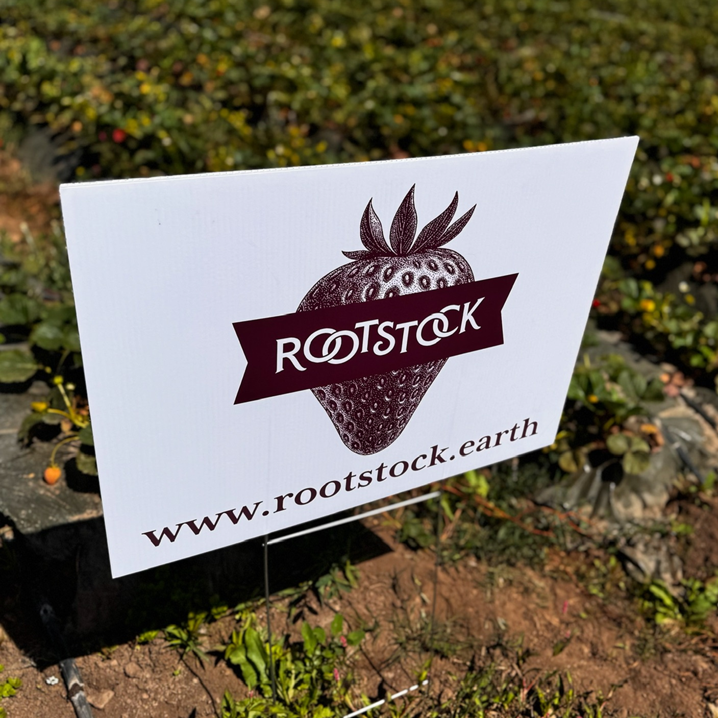Rootstock