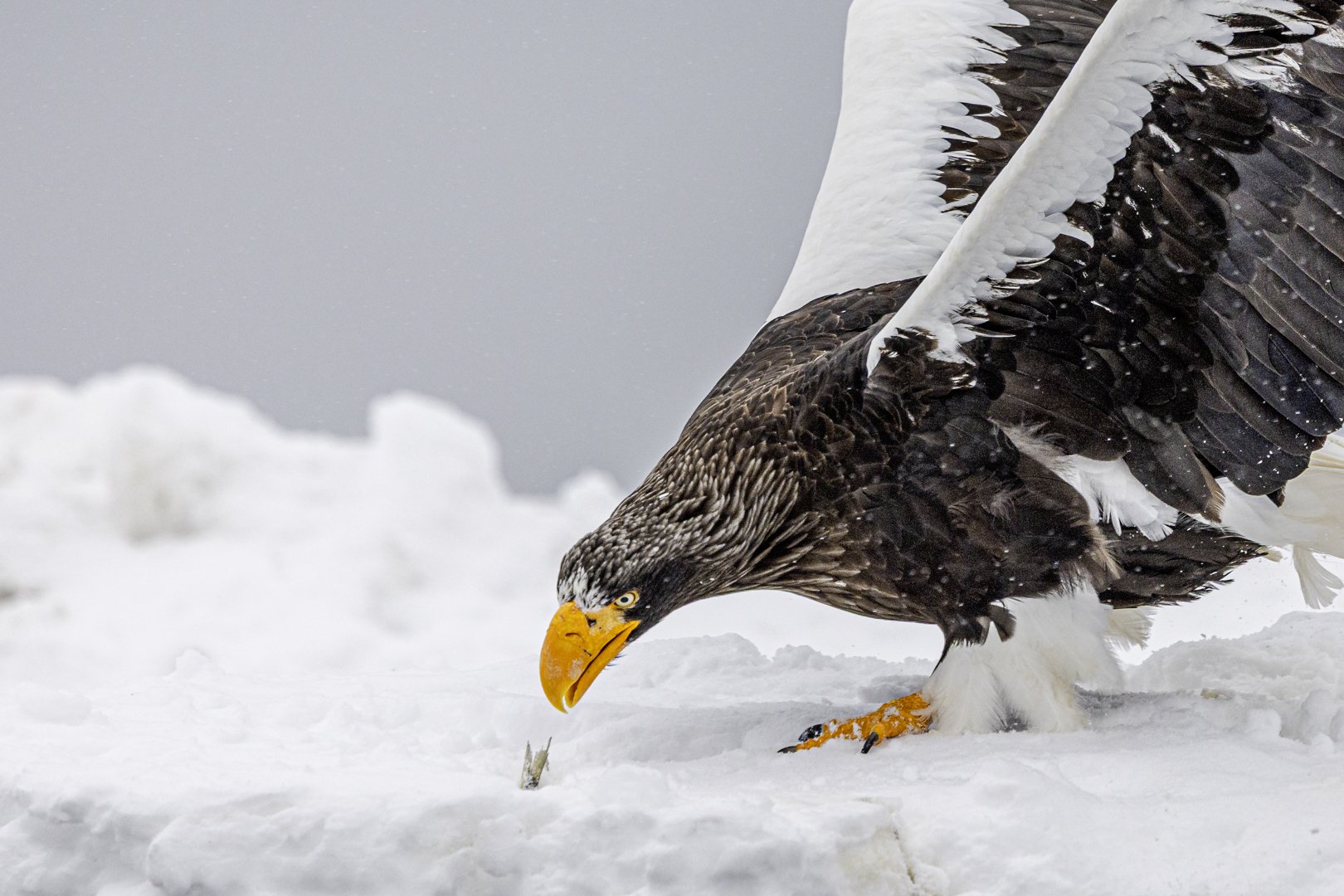 Food in snow