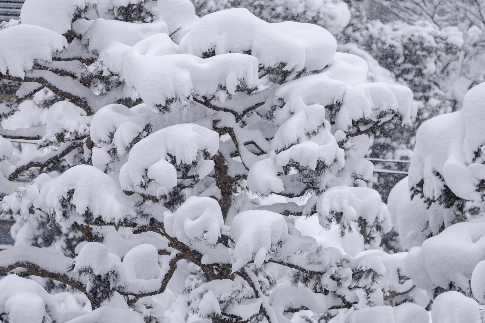 Trees laden with snow