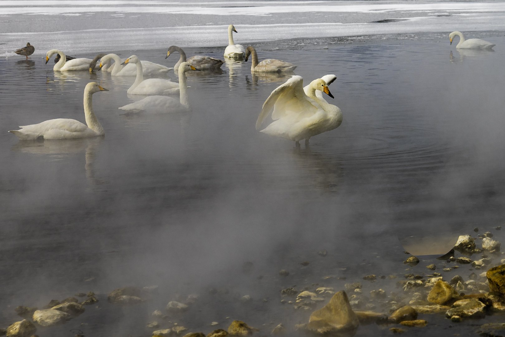 Spreading wings in steam