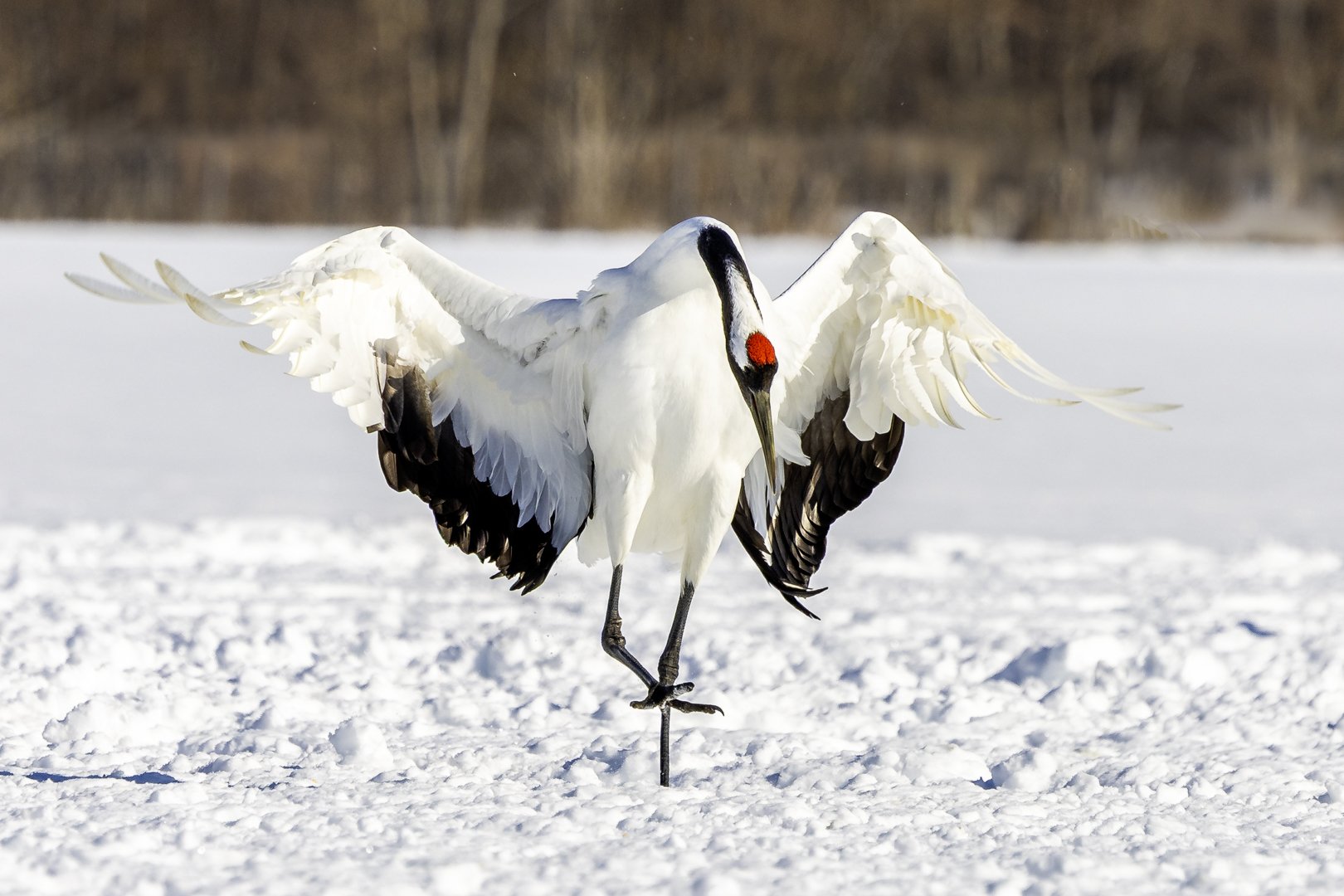 One foot still to land