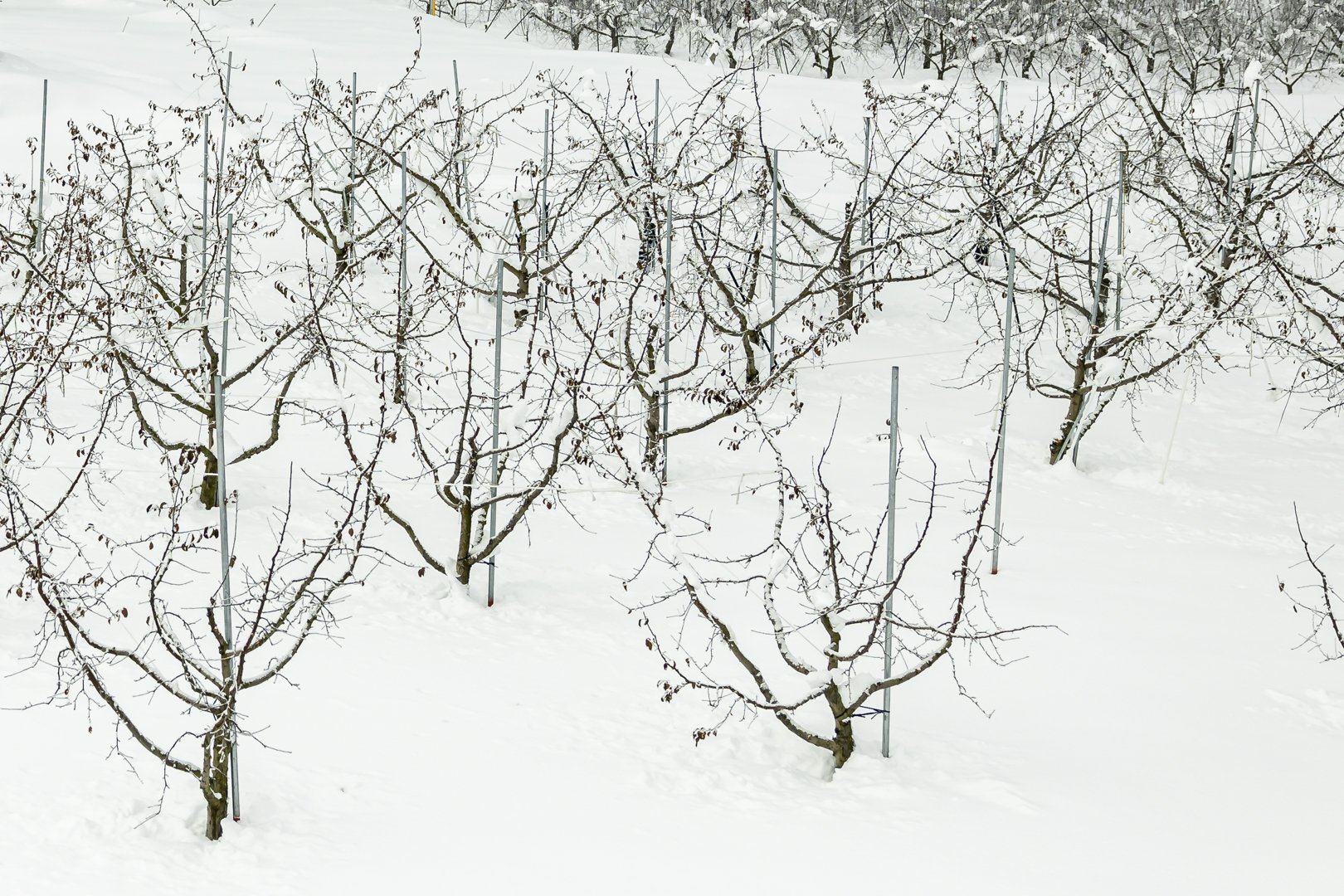 Fruit trees in winter