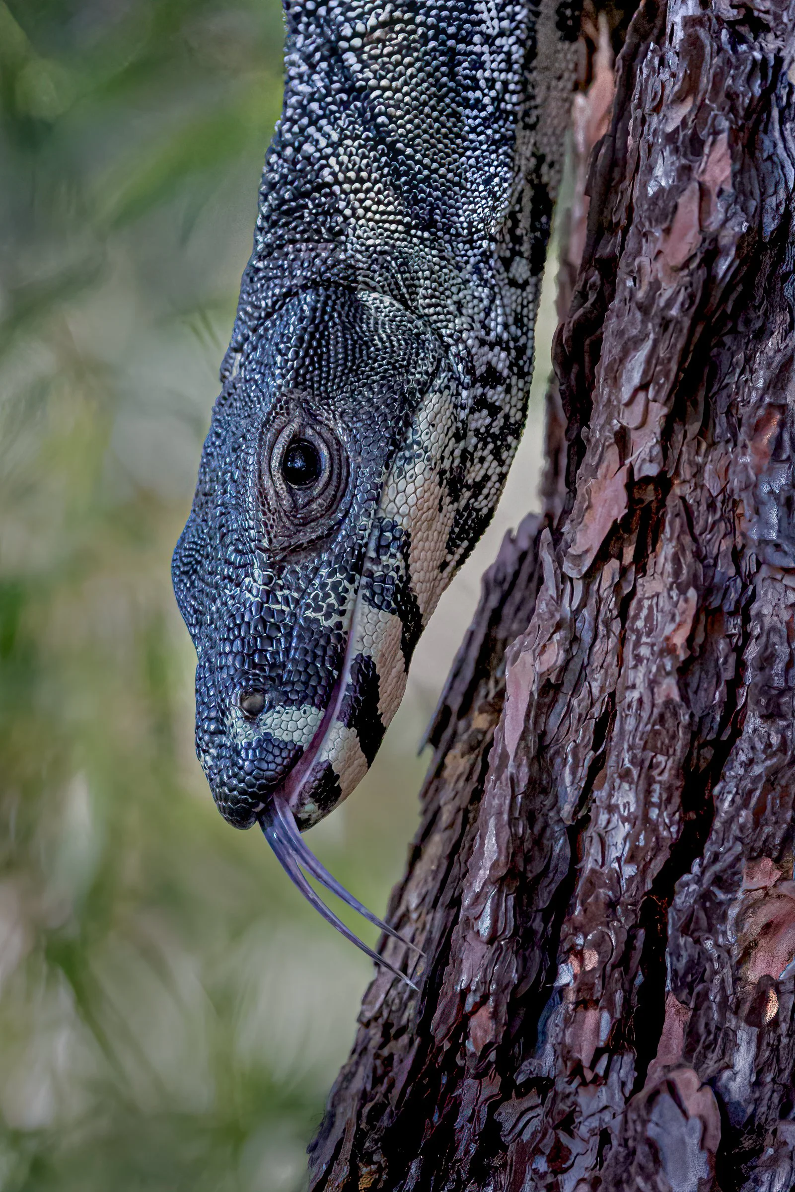 Lace Monitor