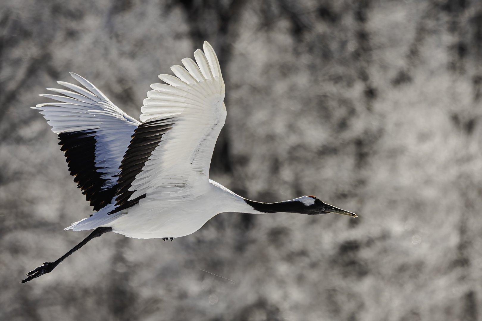In flight