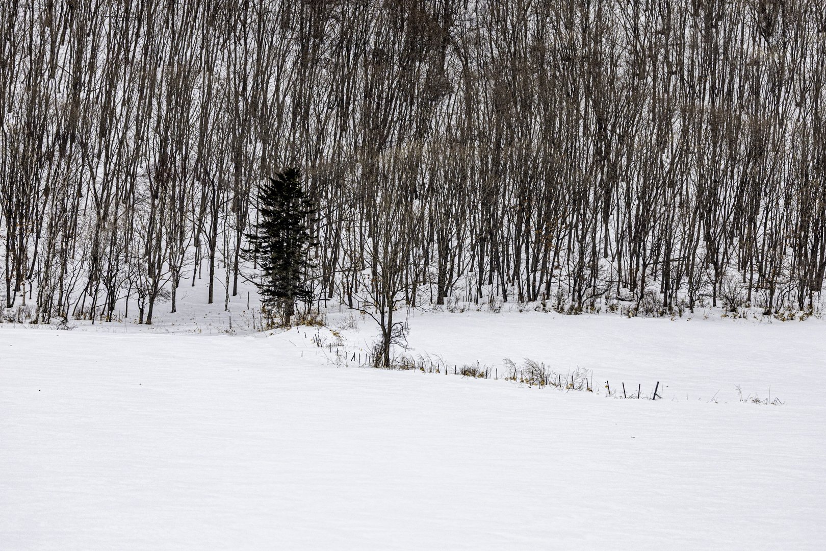 One pine tree