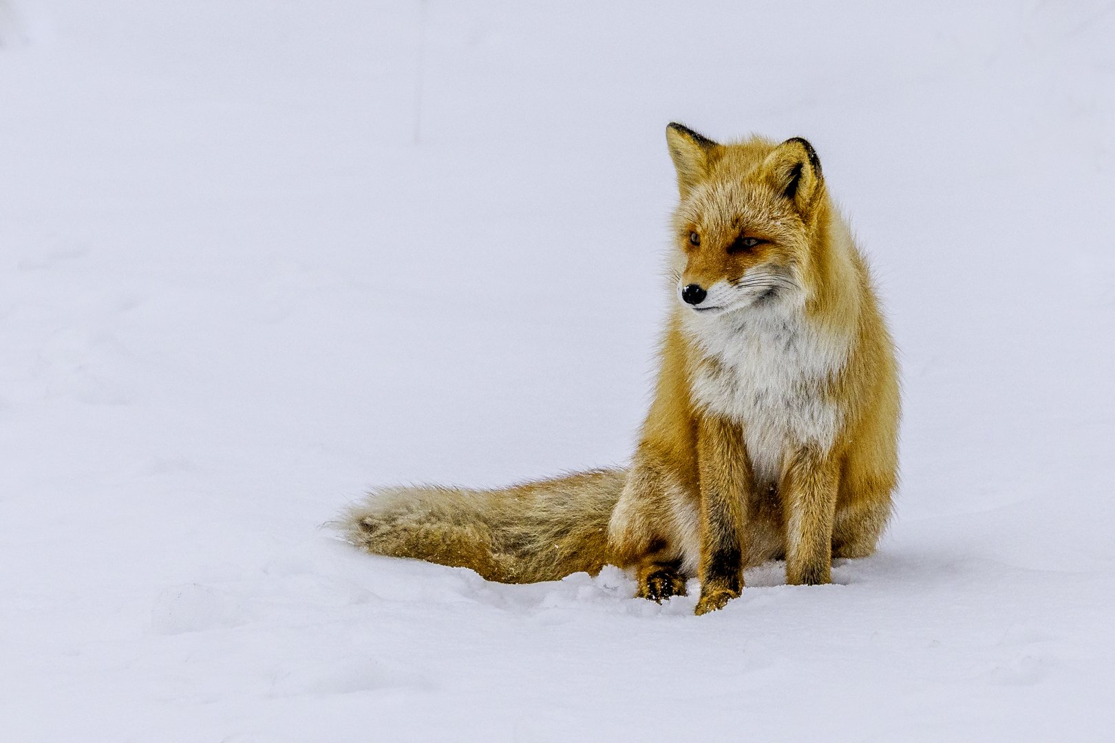 A Red Fox
