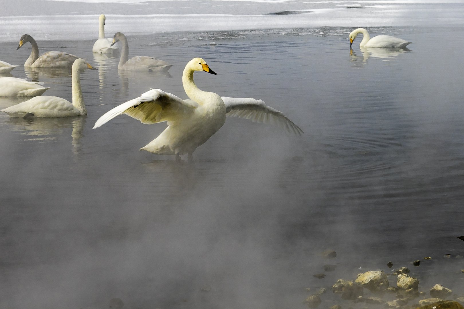 Wings spread in steam