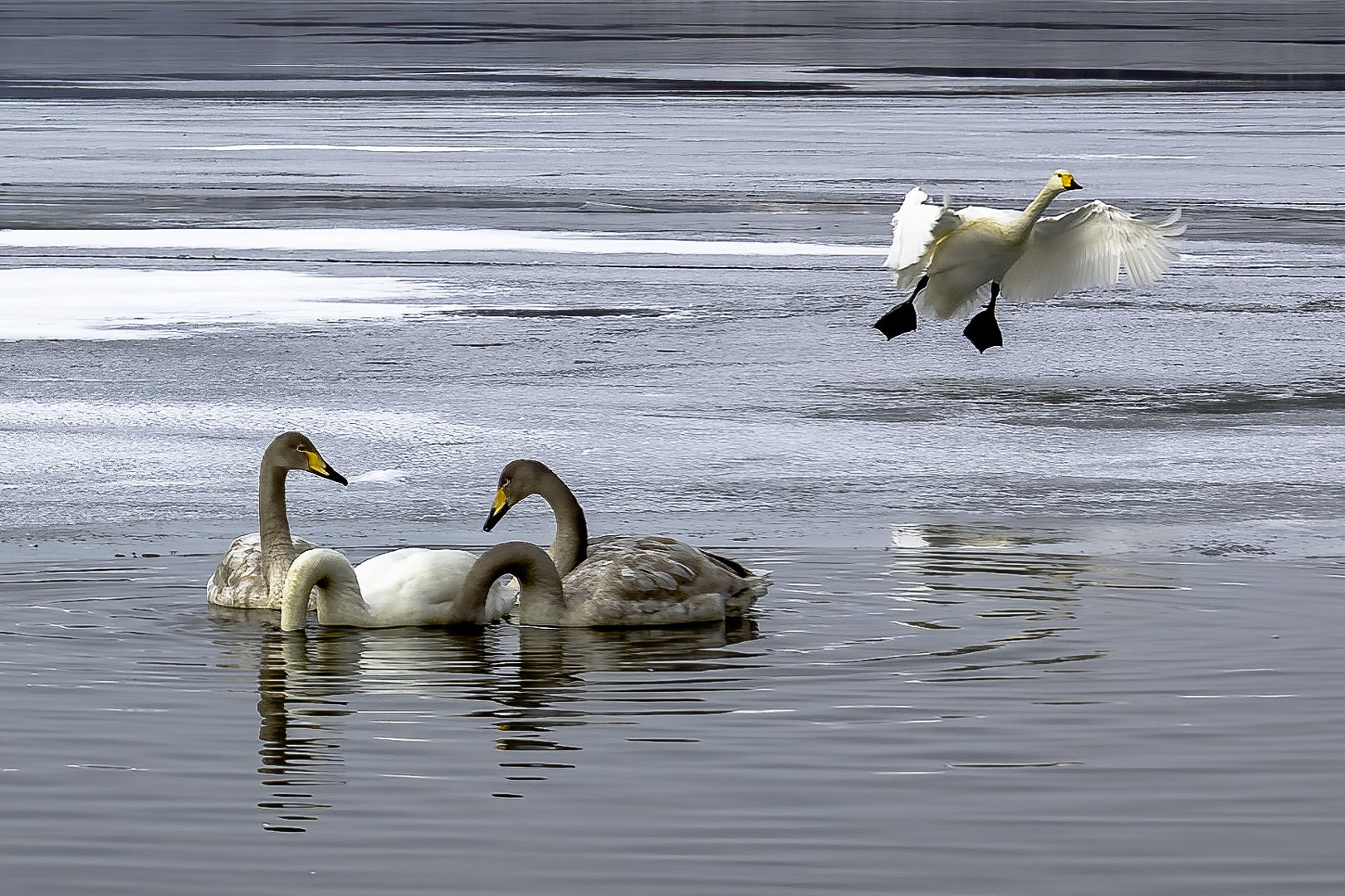 Whooper Swans