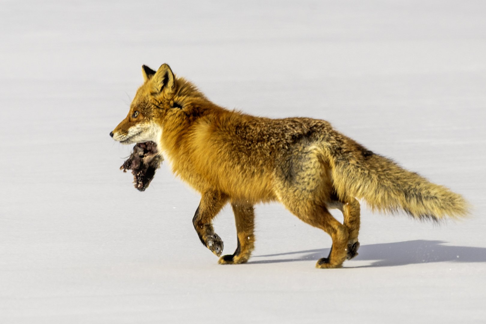 Run with meal
