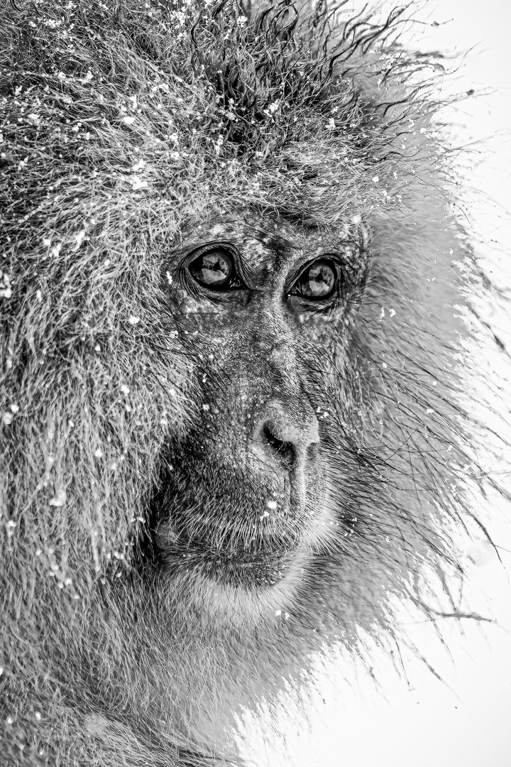 Snow Monkey in falling snow