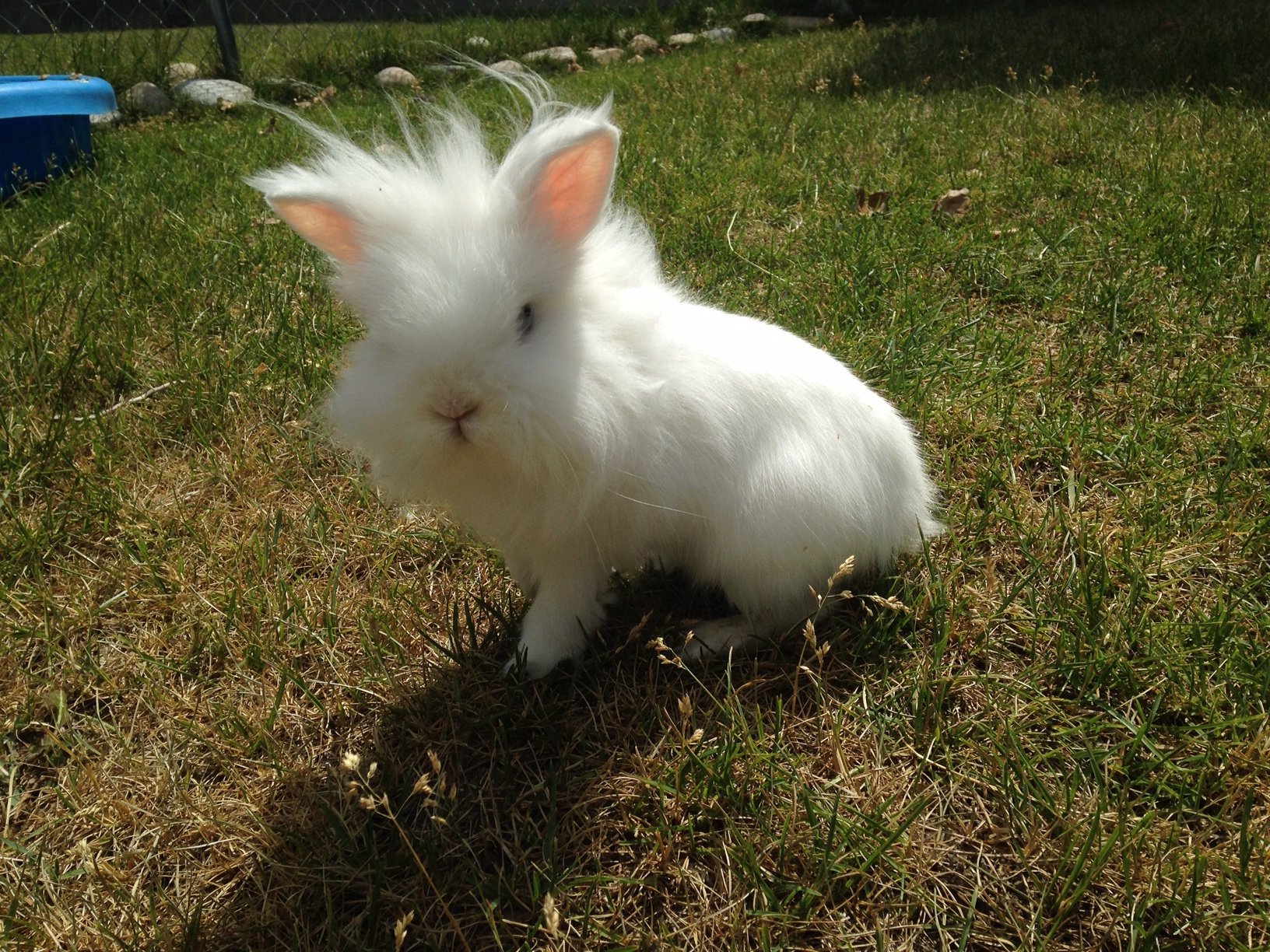 Rabbit Ear Disease at RVC Exotics