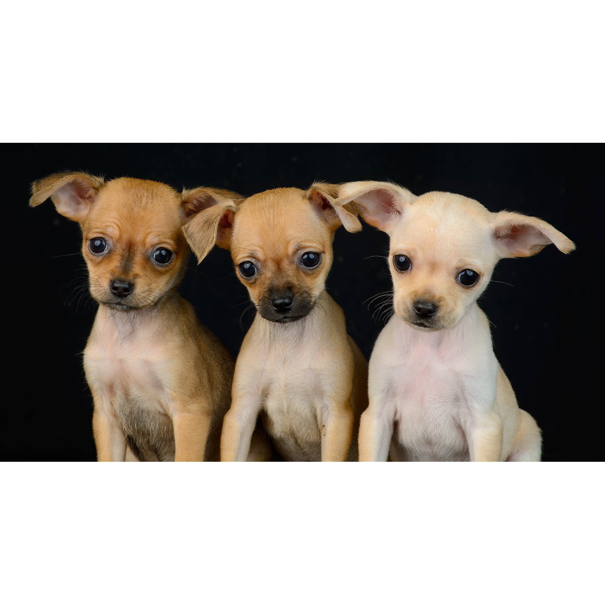 Three Puppies at CCACS