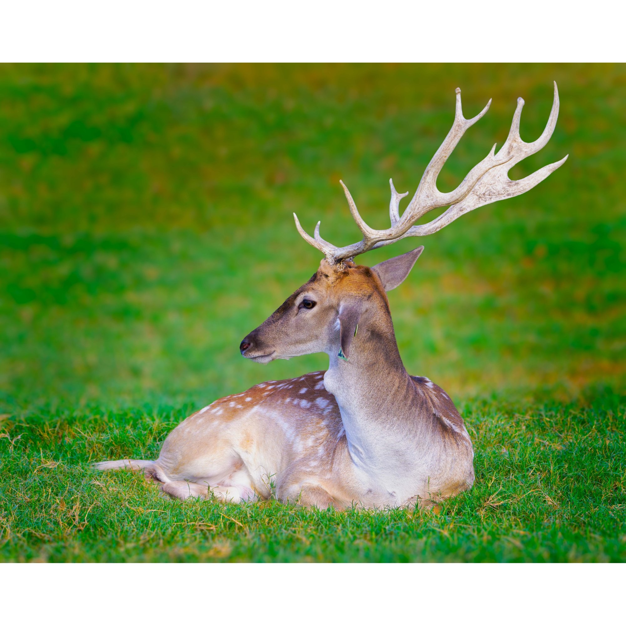 Fallow Deer