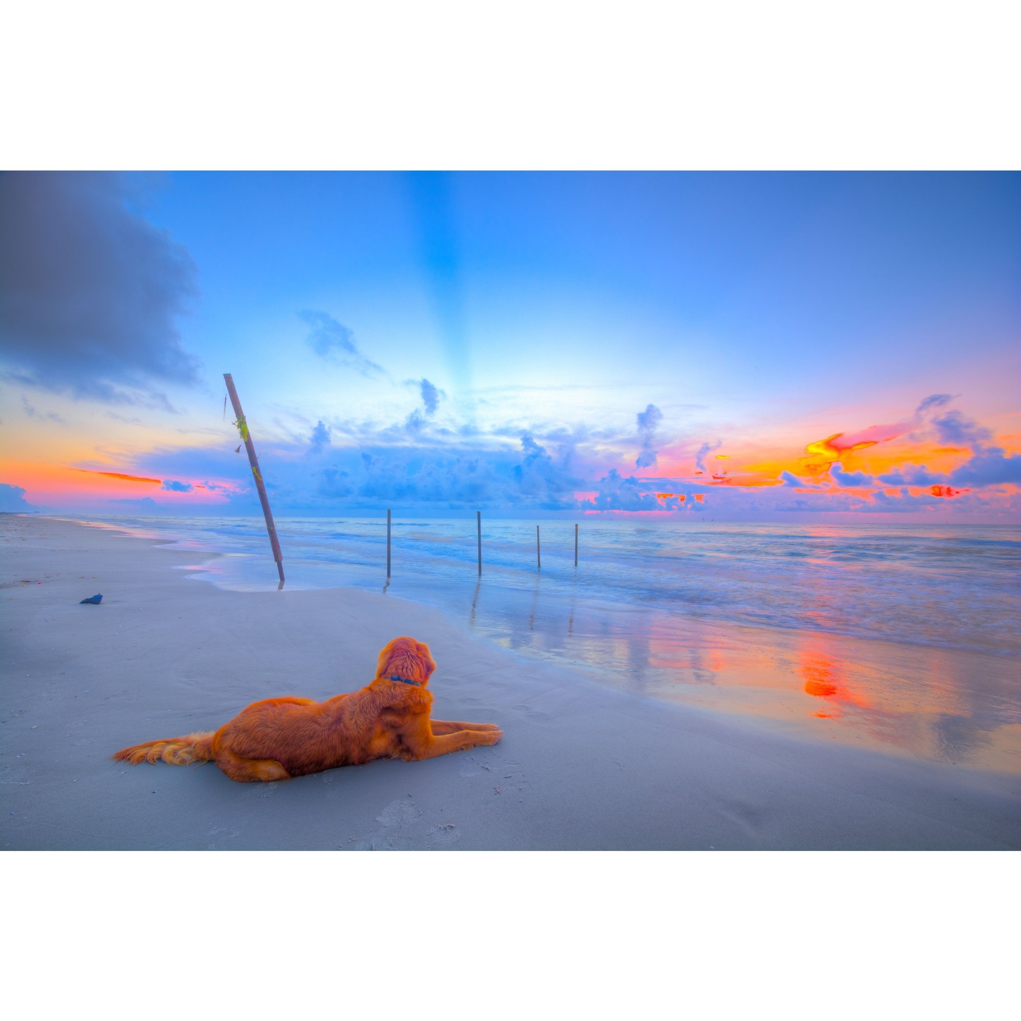 Jake at Dawn