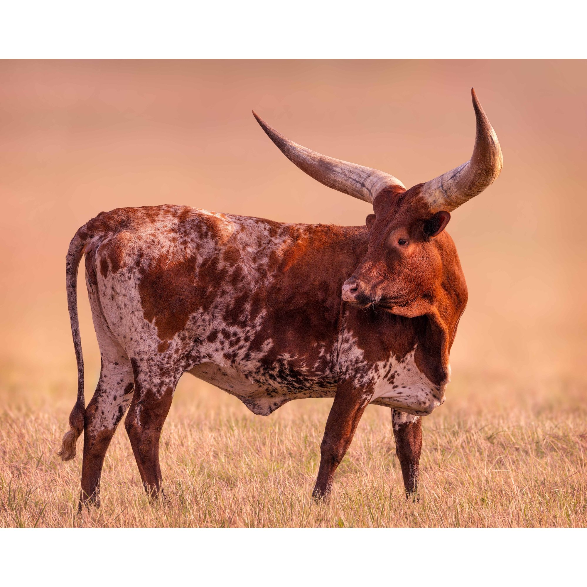 Watusi