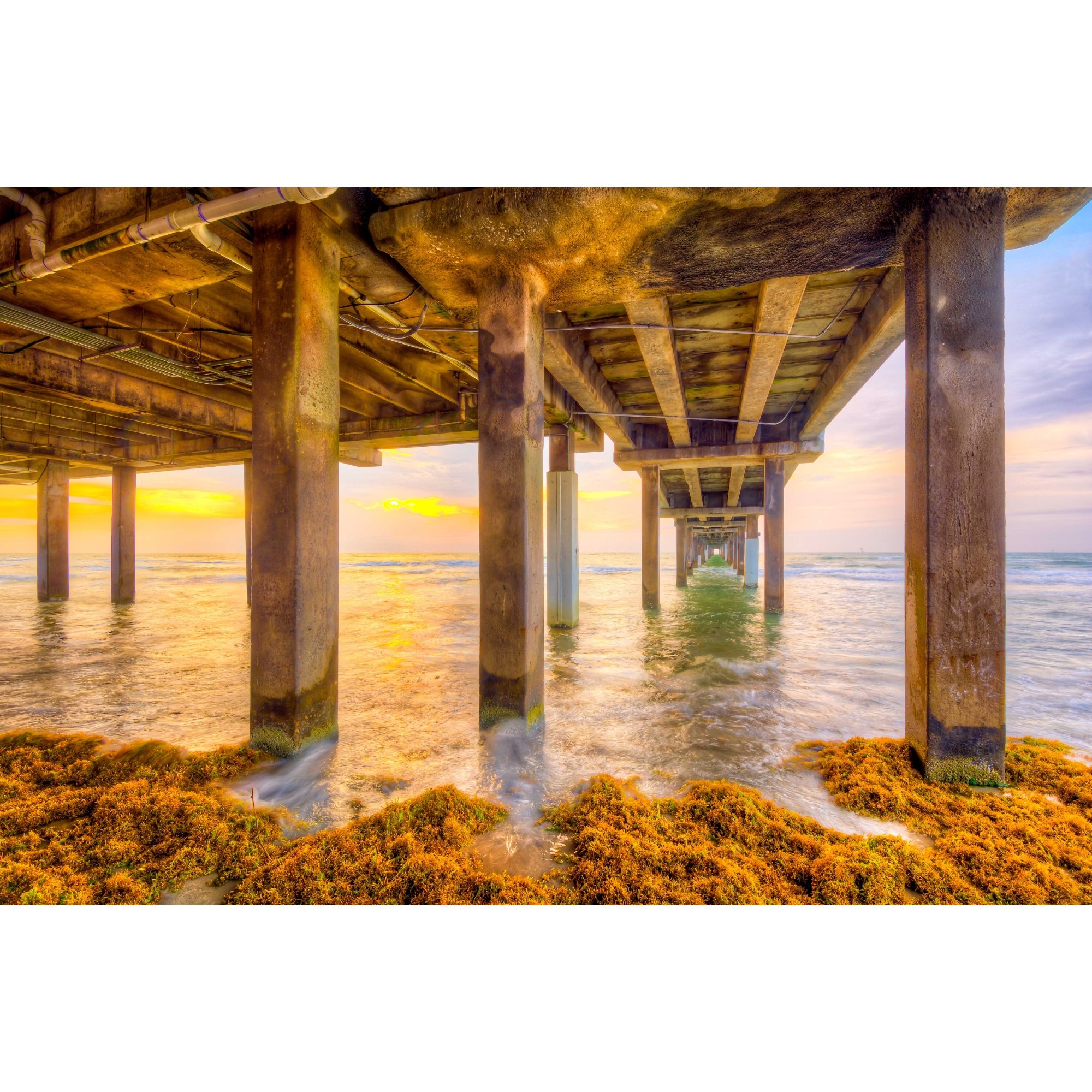Sargassum Sunrise