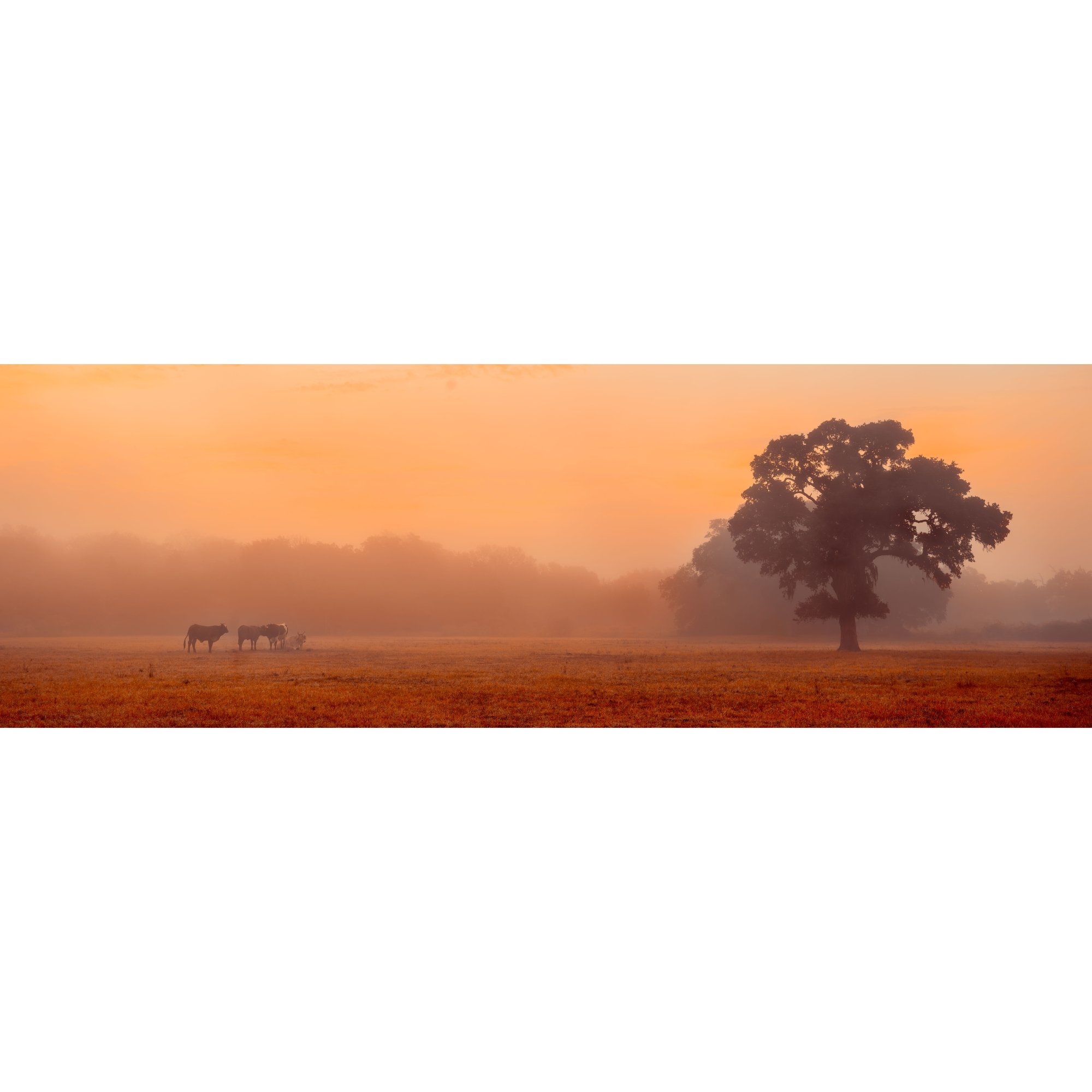 Cows and Tree in Fog