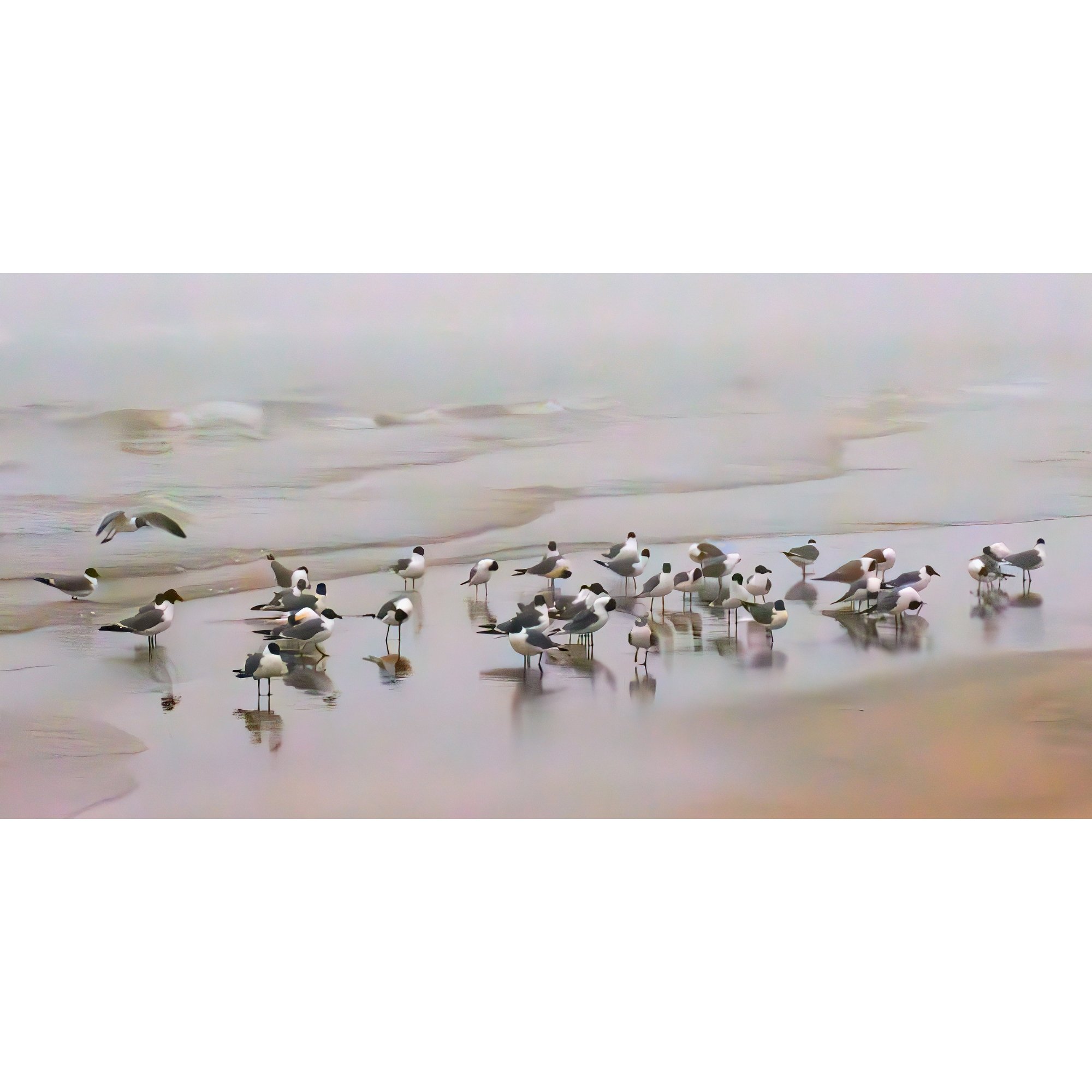 Gulls Near Bob Hall Pier