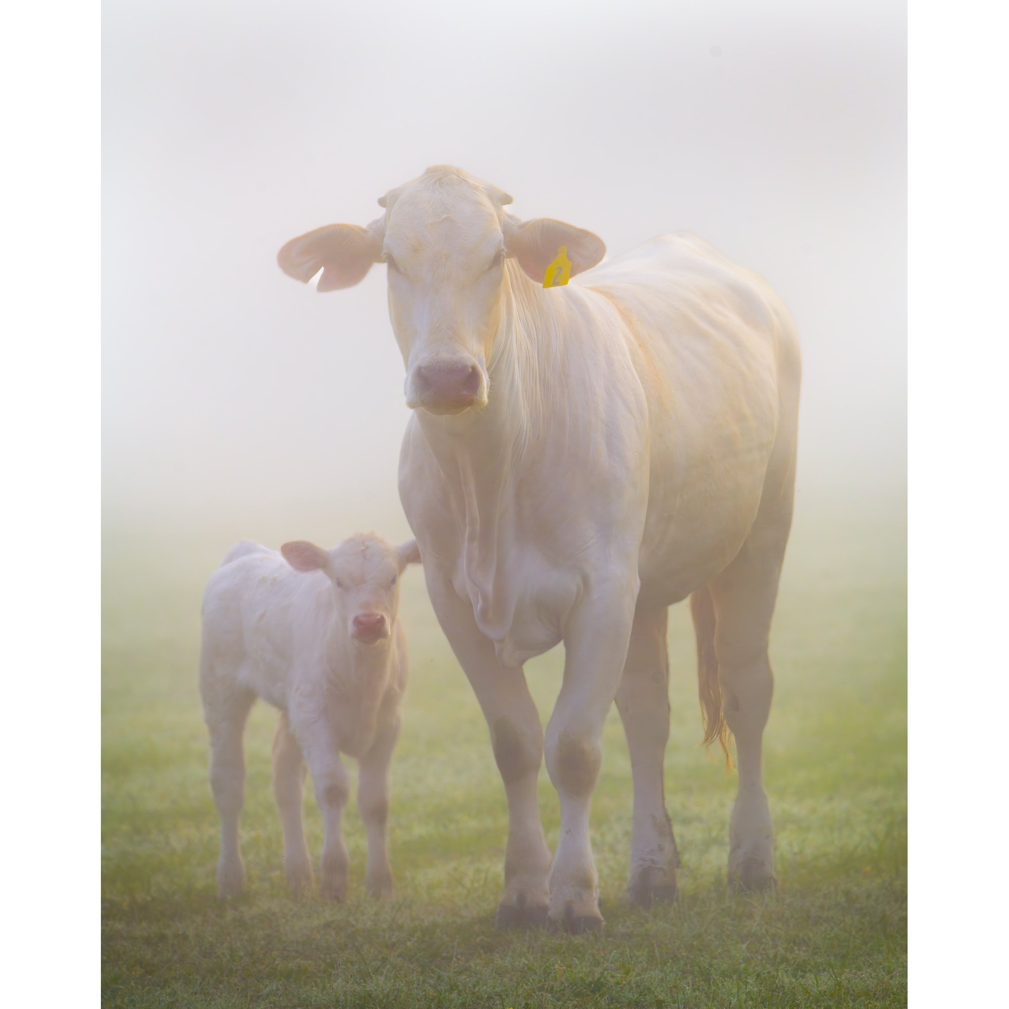 Proud Mama and Calf