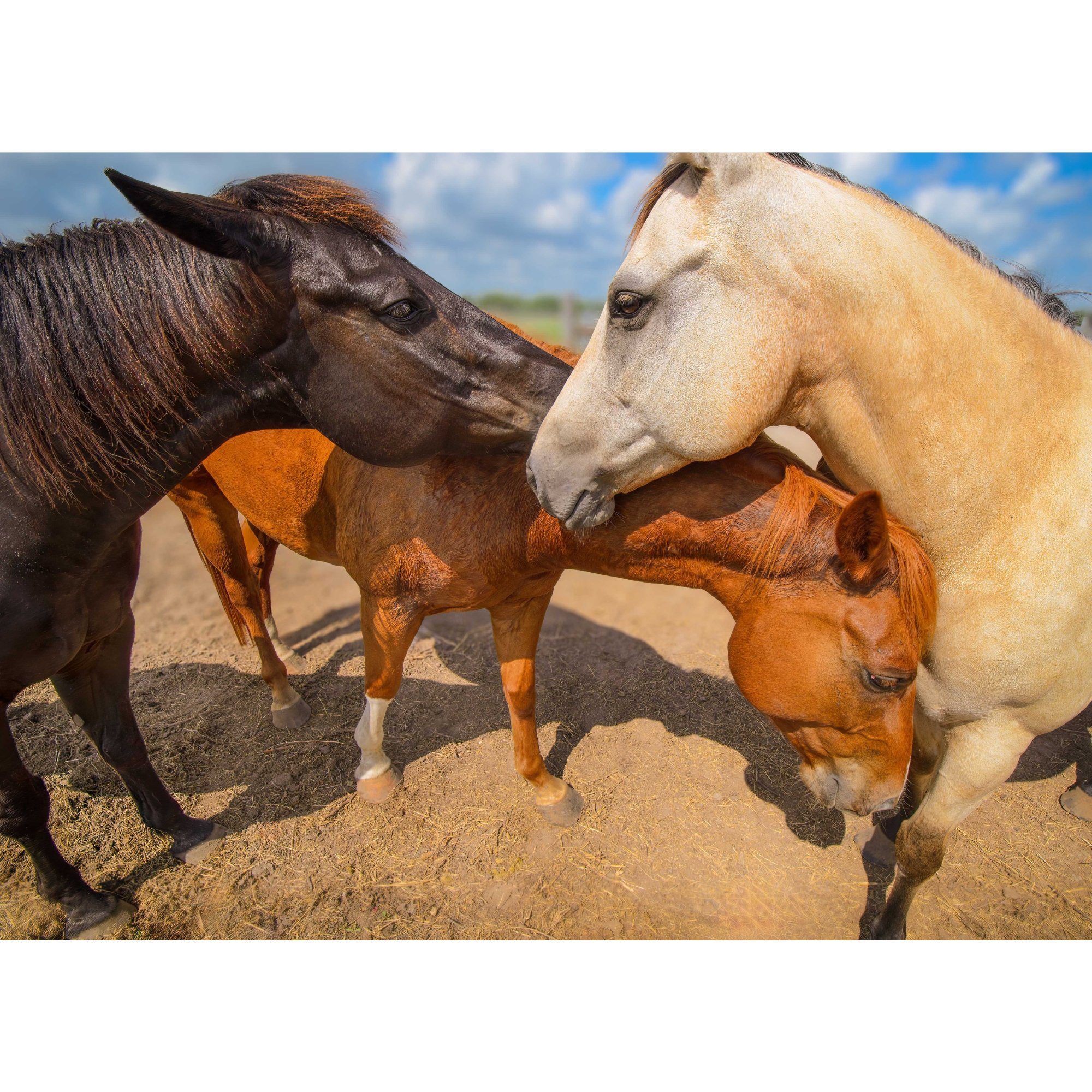 Three Horses at Tres Amigas