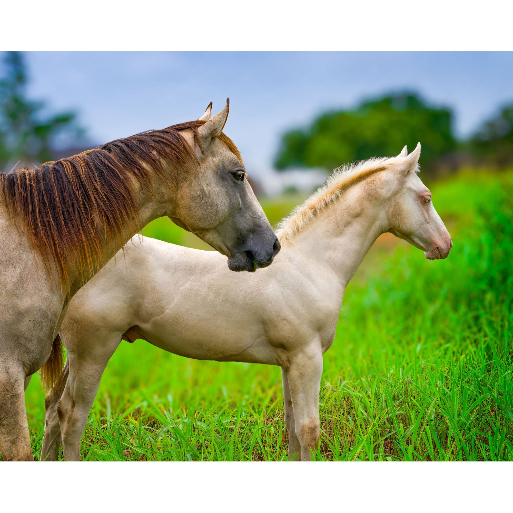 Mare and White Colt