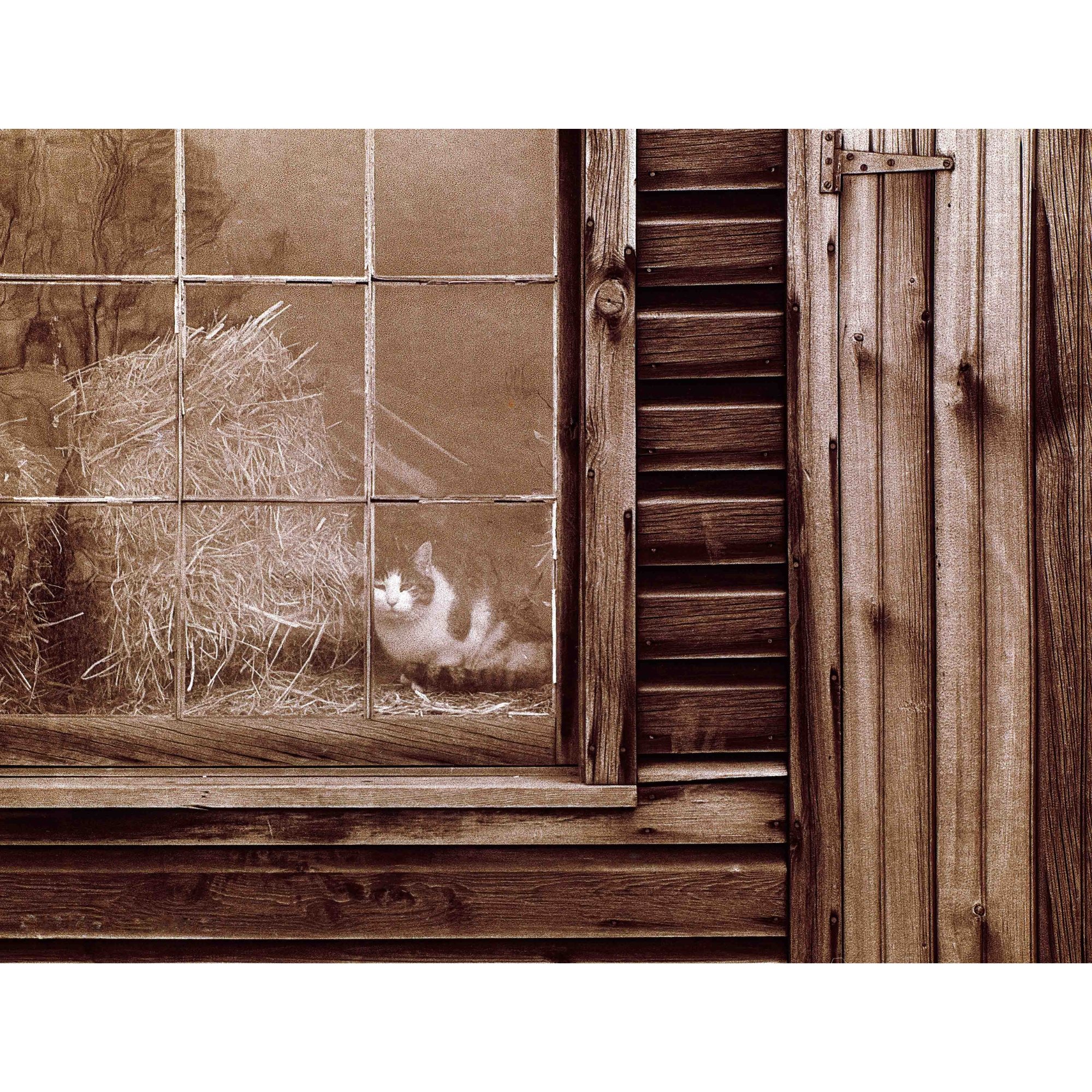Cat and Barn