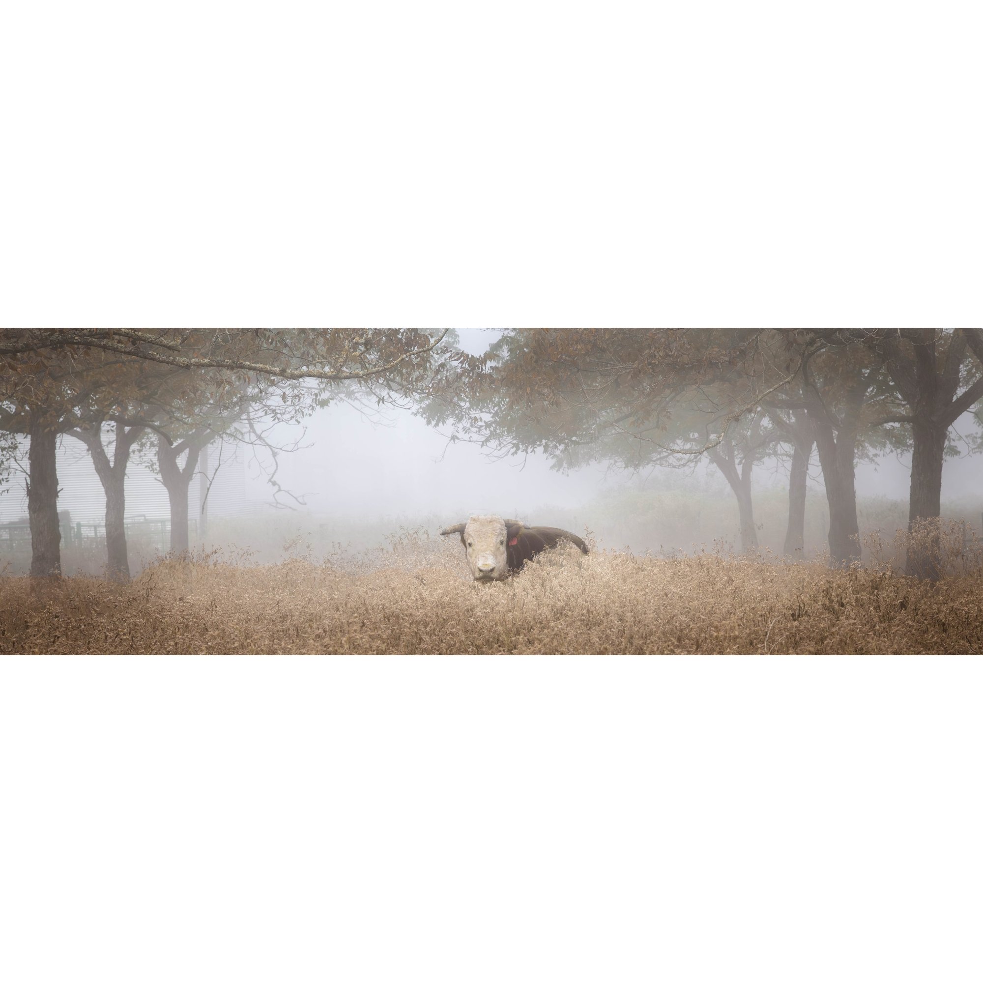 Cow in Orchard