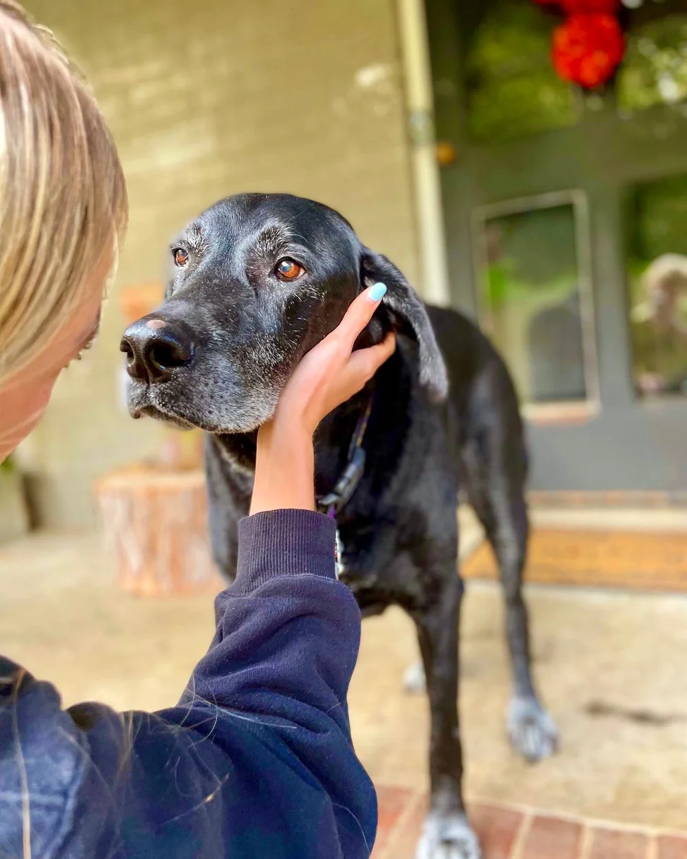 The Buddy System Professional & Loving Pet Sitters Raleigh NC