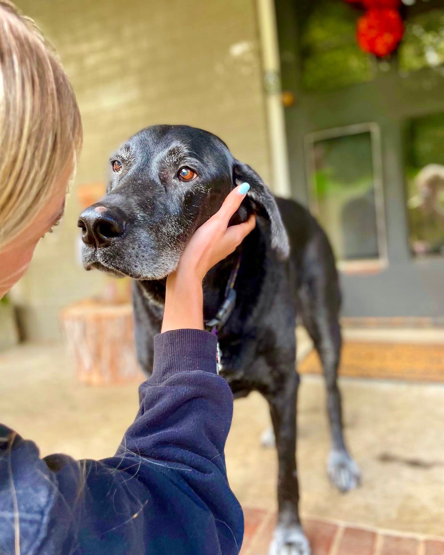 The Buddy System Professional & Loving Pet Sitters Raleigh NC