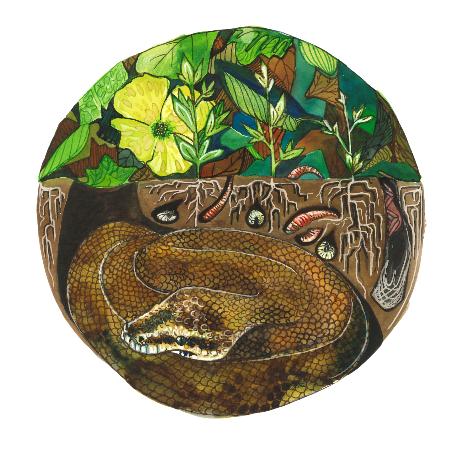 The ‘Restoration for Profit’ storyline in regenerative agriculture