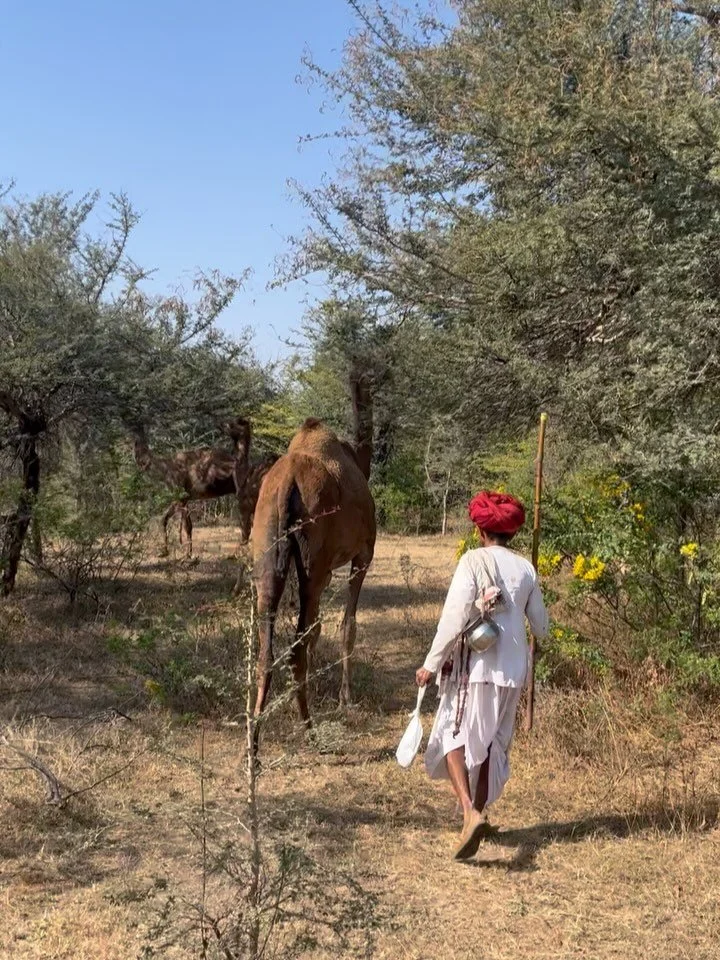 Last year @sugarhoneyplum and I visited Rajasthan&rsquo;s Raika pastoralists who are semi-nomadic herders of the one-humped camel 🐪 The Raika are guardians of the camel, a role bestowed on them by Lord Shiva. Over the years, the Raika have experienc