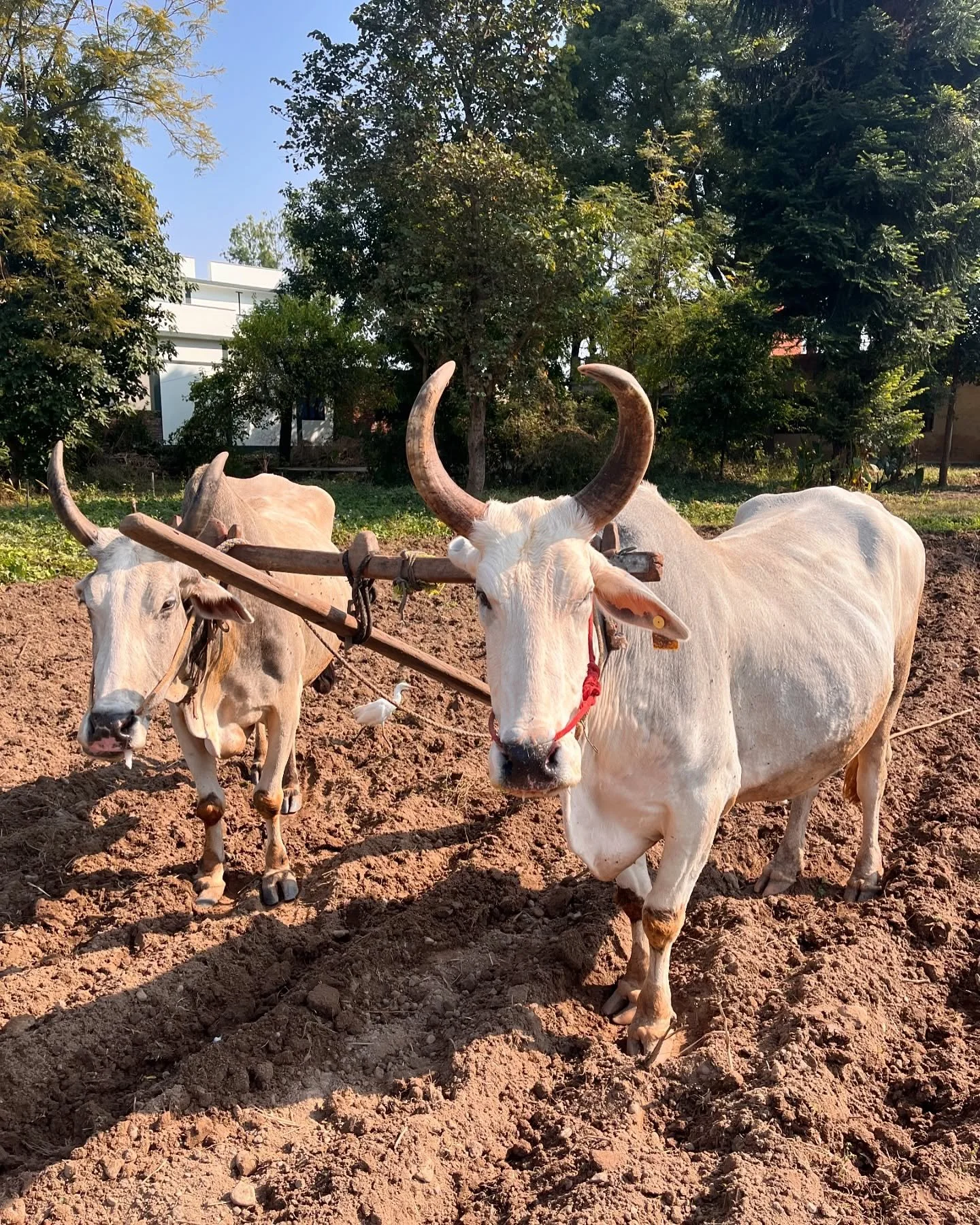 Visited @navdanyaindofficial the farm of Vandana Shiva @vandanashiva__navdanya last week. Navdanya advocates #regenerativeorganic and #traditionalagriculture in India, growing traditional plants and harvesting the seeds to share with farmers in their