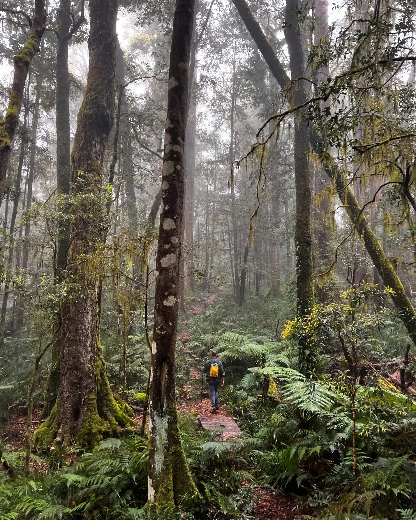 Antarctic beech forests of #newenglandnationalpark these are special grandparent trees covered in moss, lichen, and are the almost exclusive hosts of a beautiful native orchid which grows up them. These forests are ancient, requiring a cool and conti