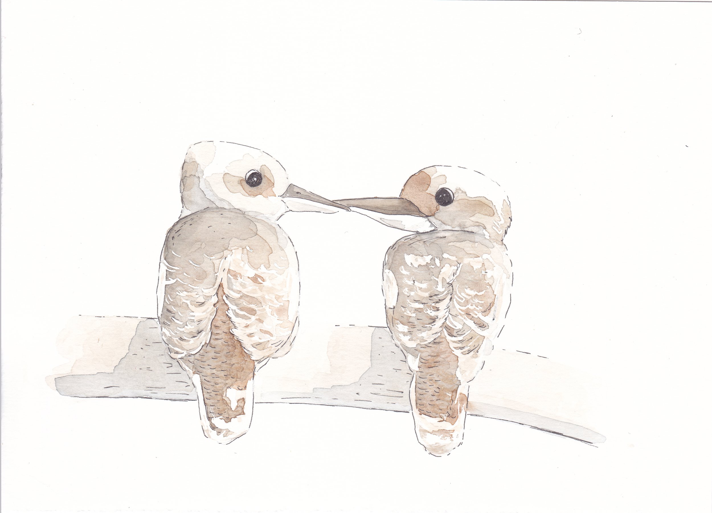 Kookaburras.jpg