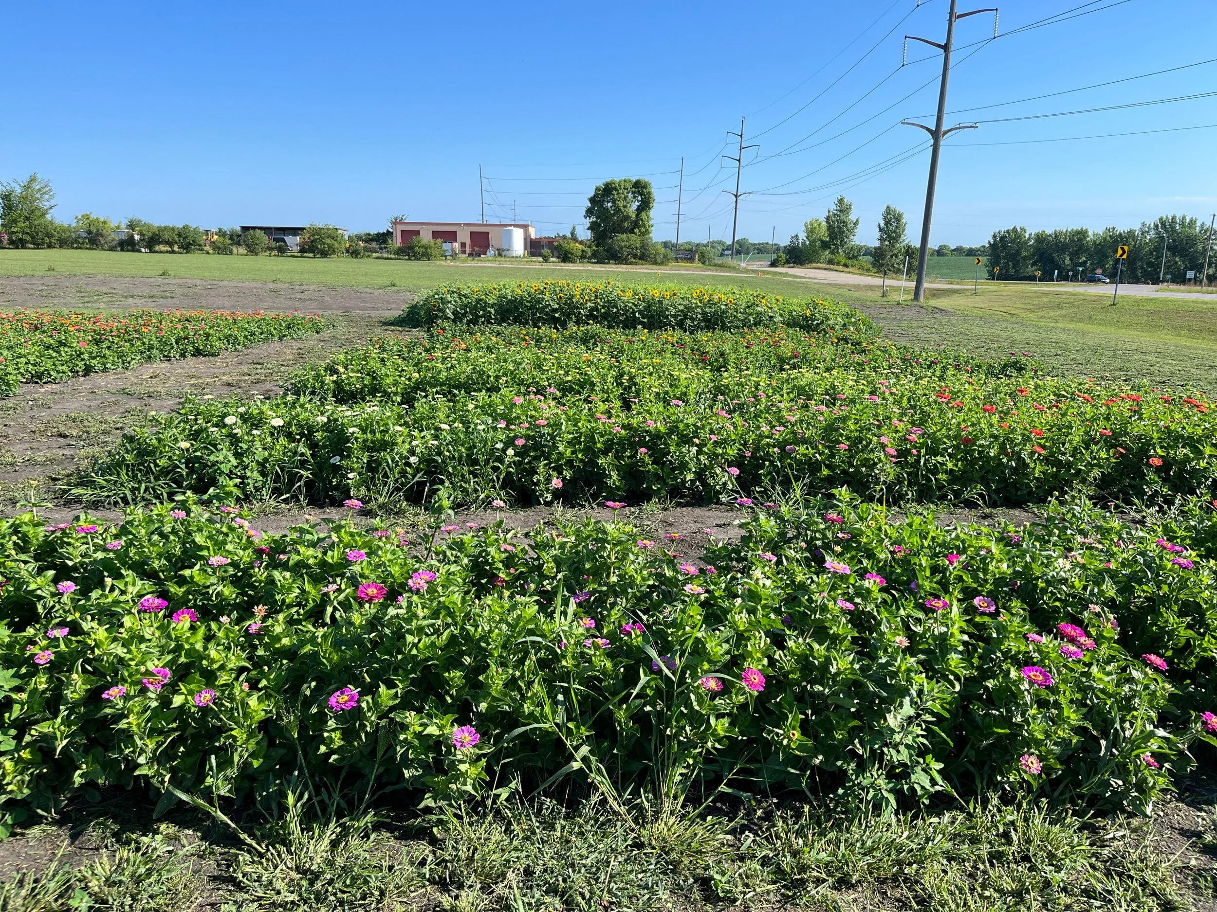 Our Story — Little Roots Flower Farm
